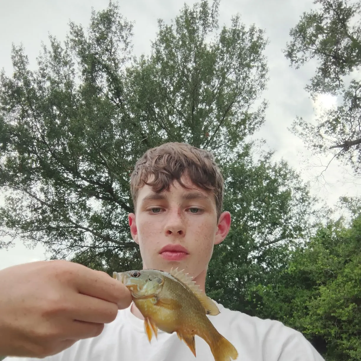 Green sunfish caught on Fishbrain