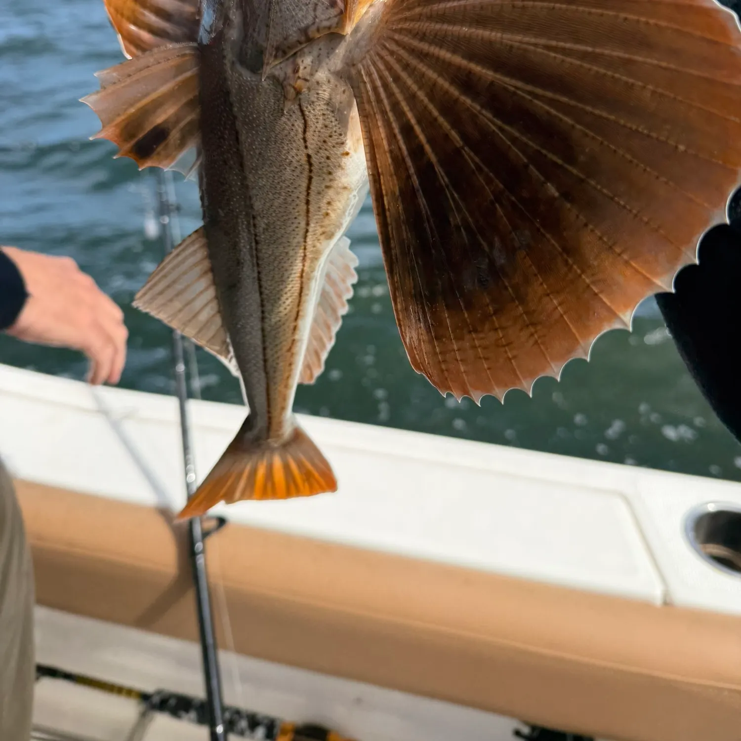 The most recent Striped searobin catches on Fishbrain