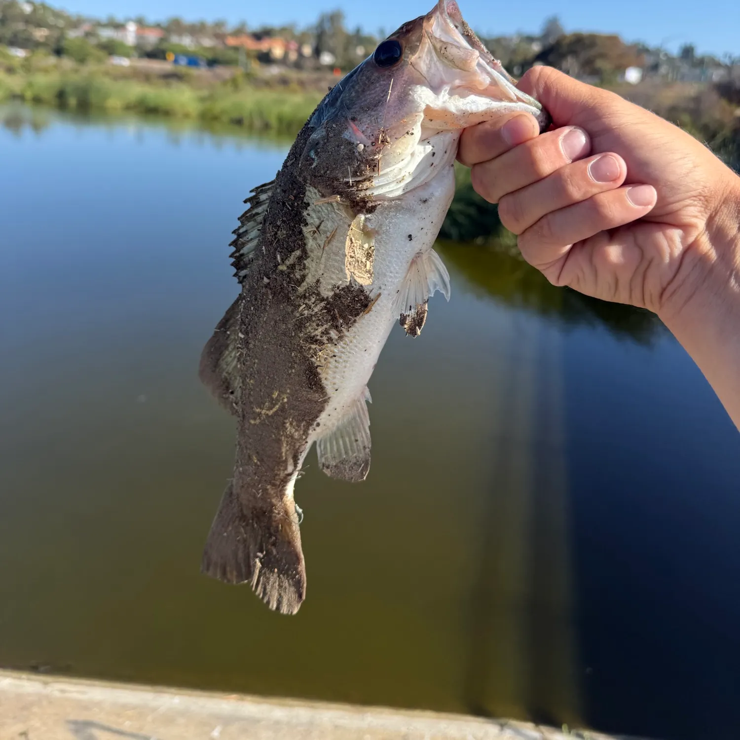 Largemouth bass caught on Fishbrain