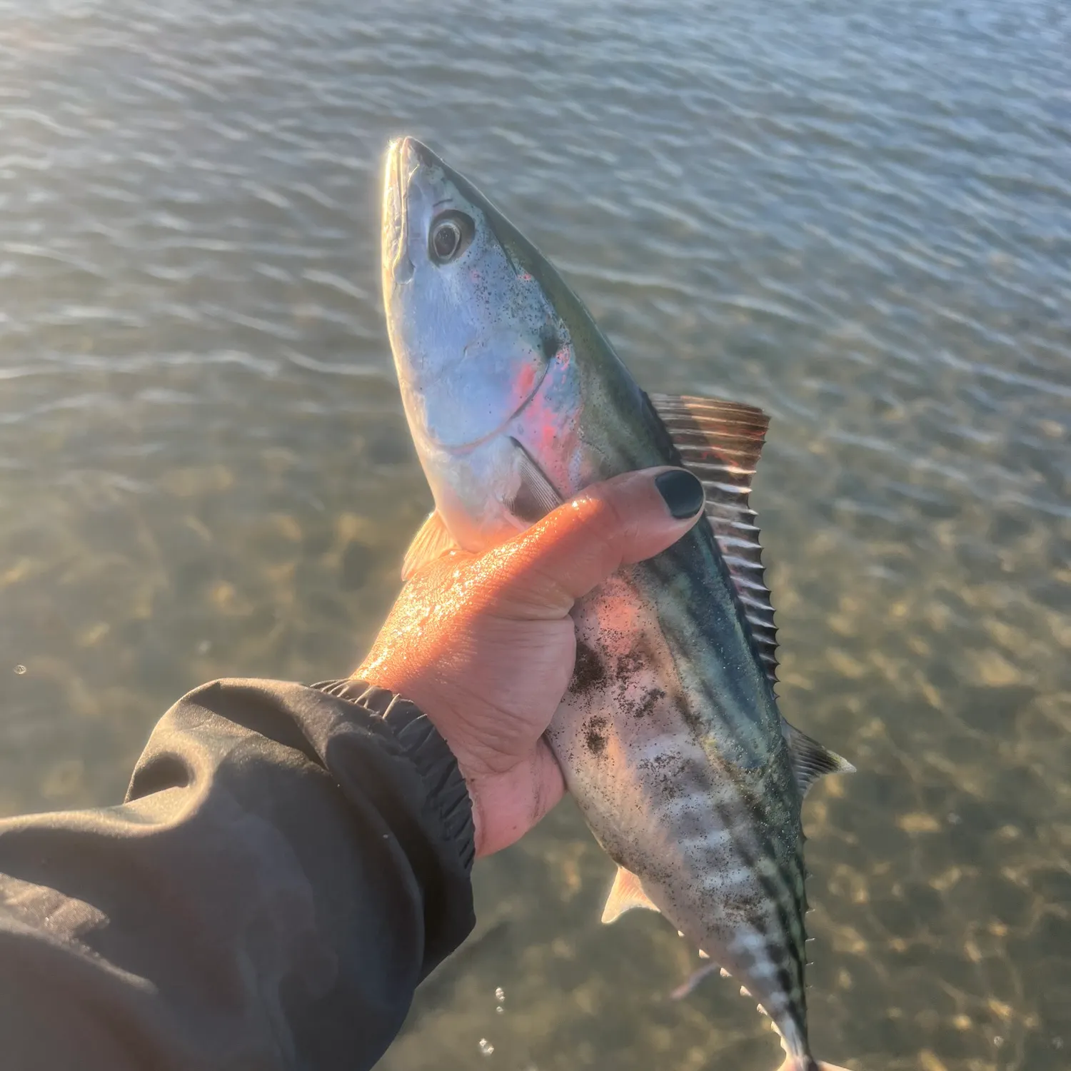 The most recent Eastern Pacific bonito catches on Fishbrain