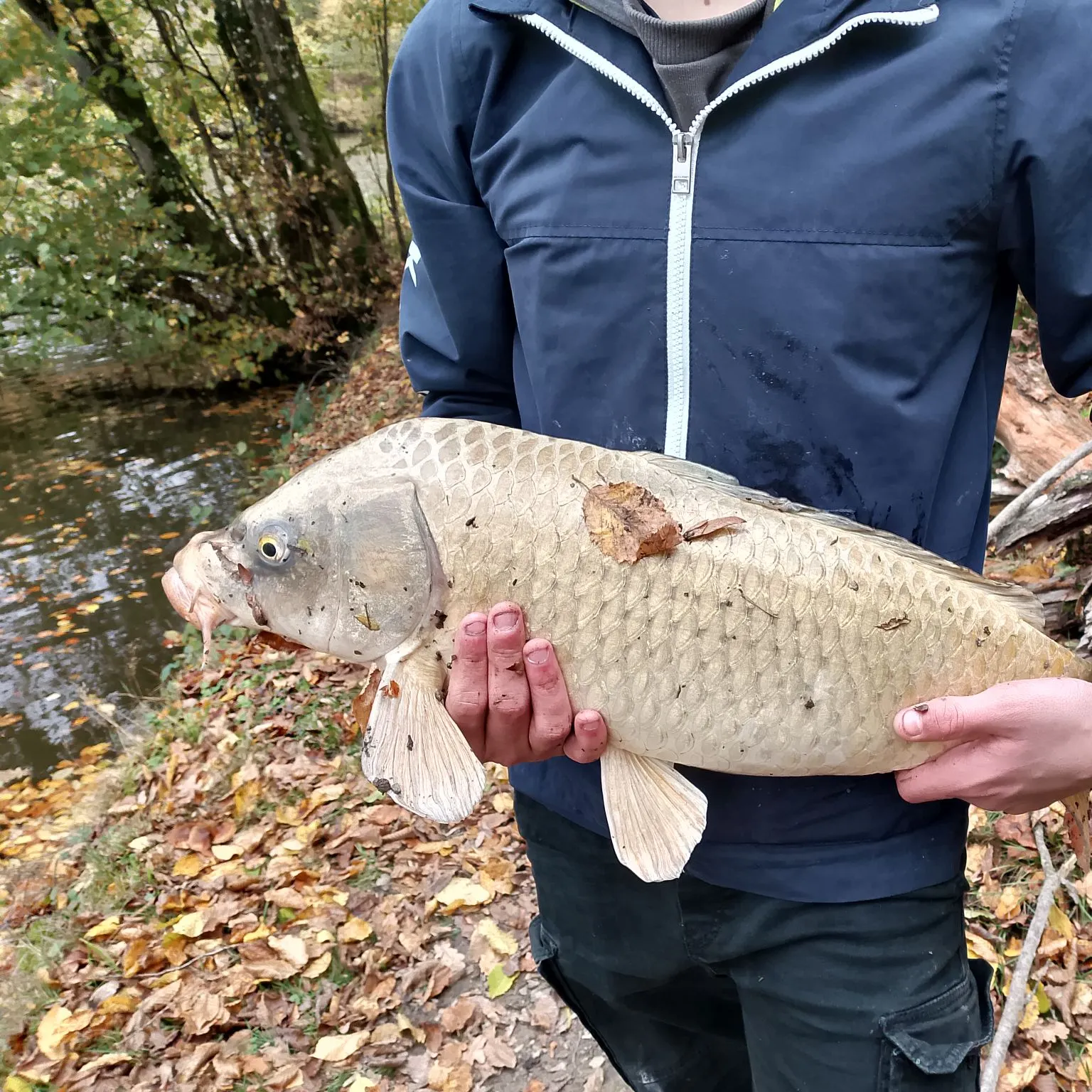 The most recent Crucian carp catches on Fishbrain