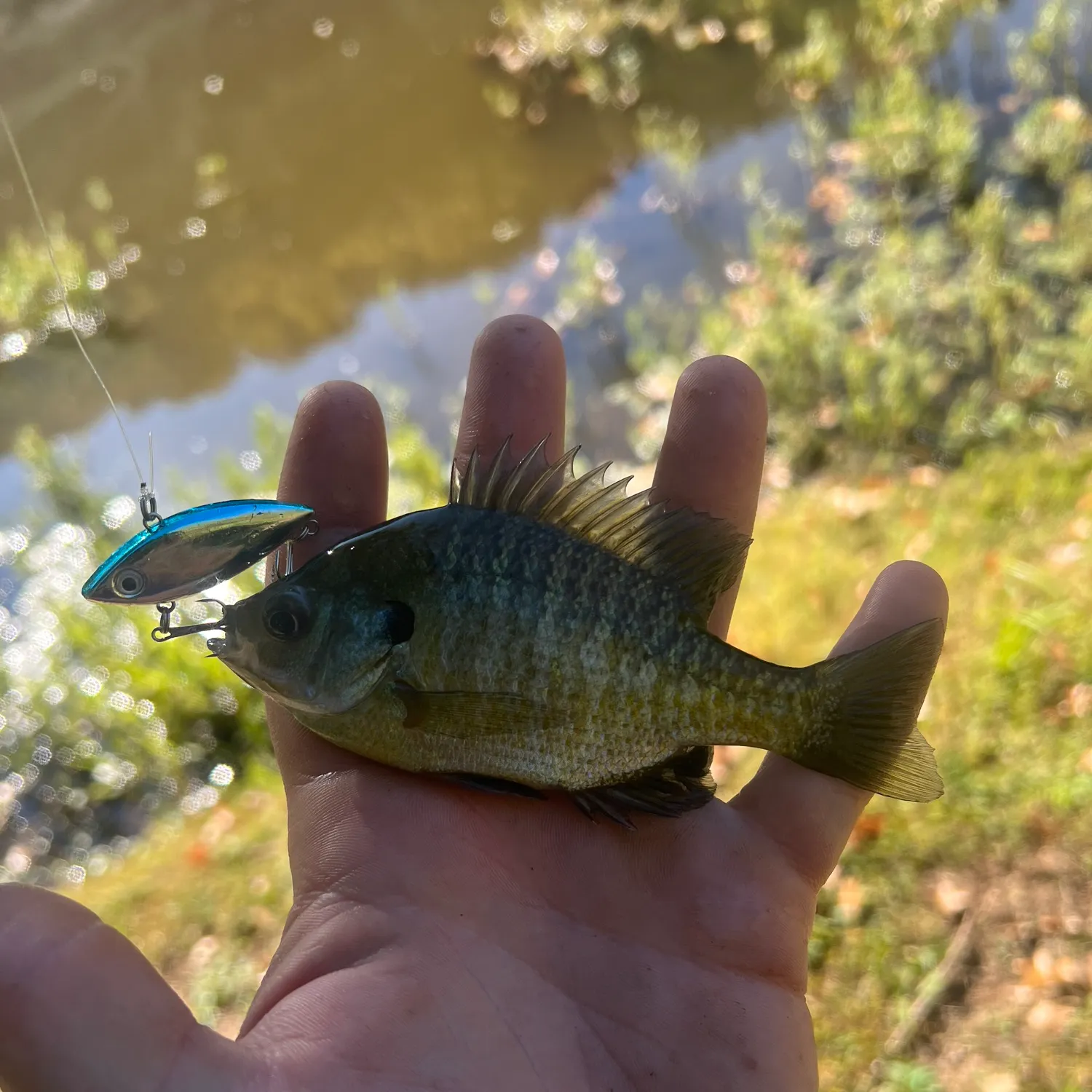 Bluegill caught on Fishbrain