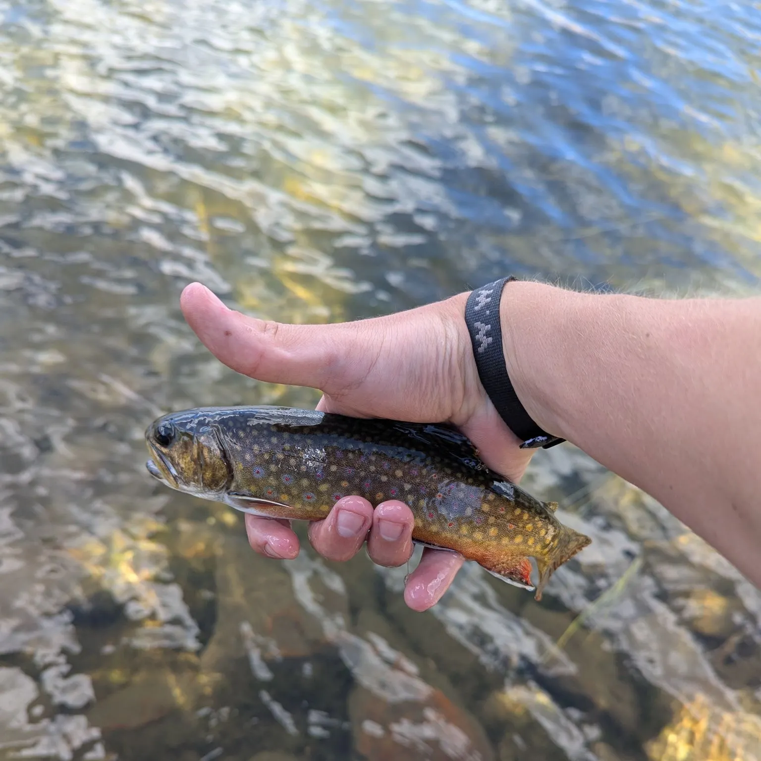 The most recent Brook trout catches on Fishbrain