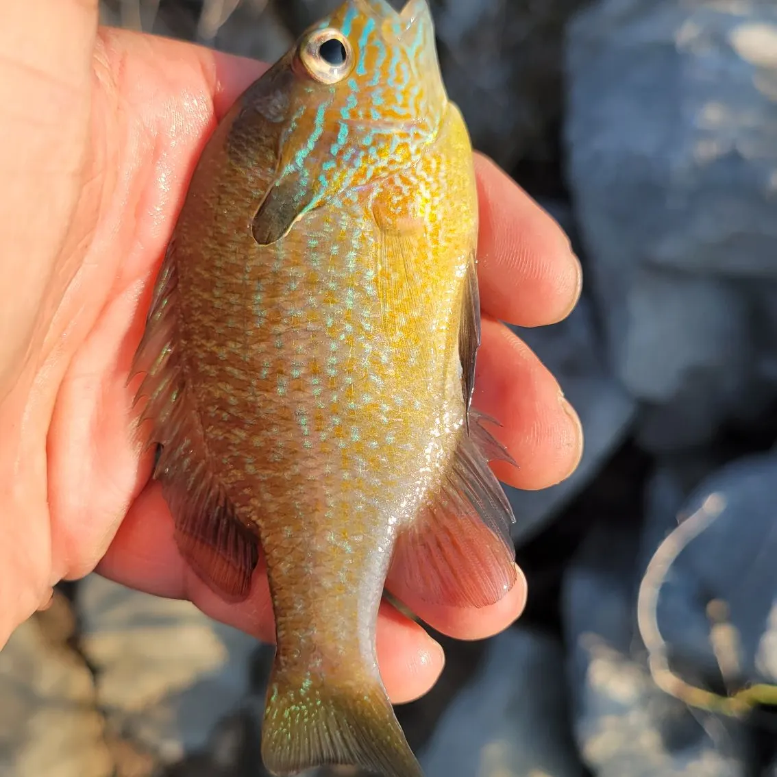 Longear sunfish caught on Fishbrain