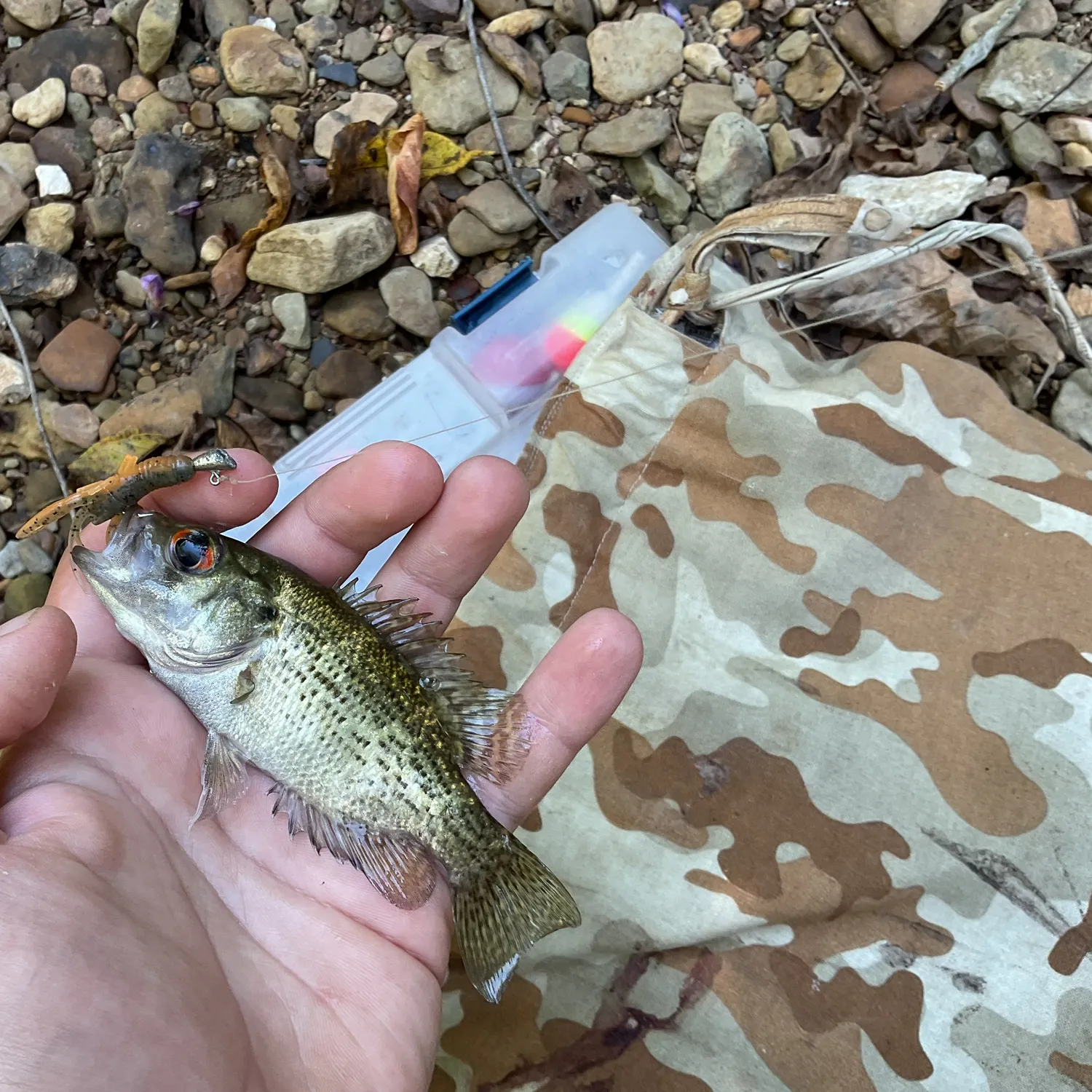 Rock bass caught on Fishbrain