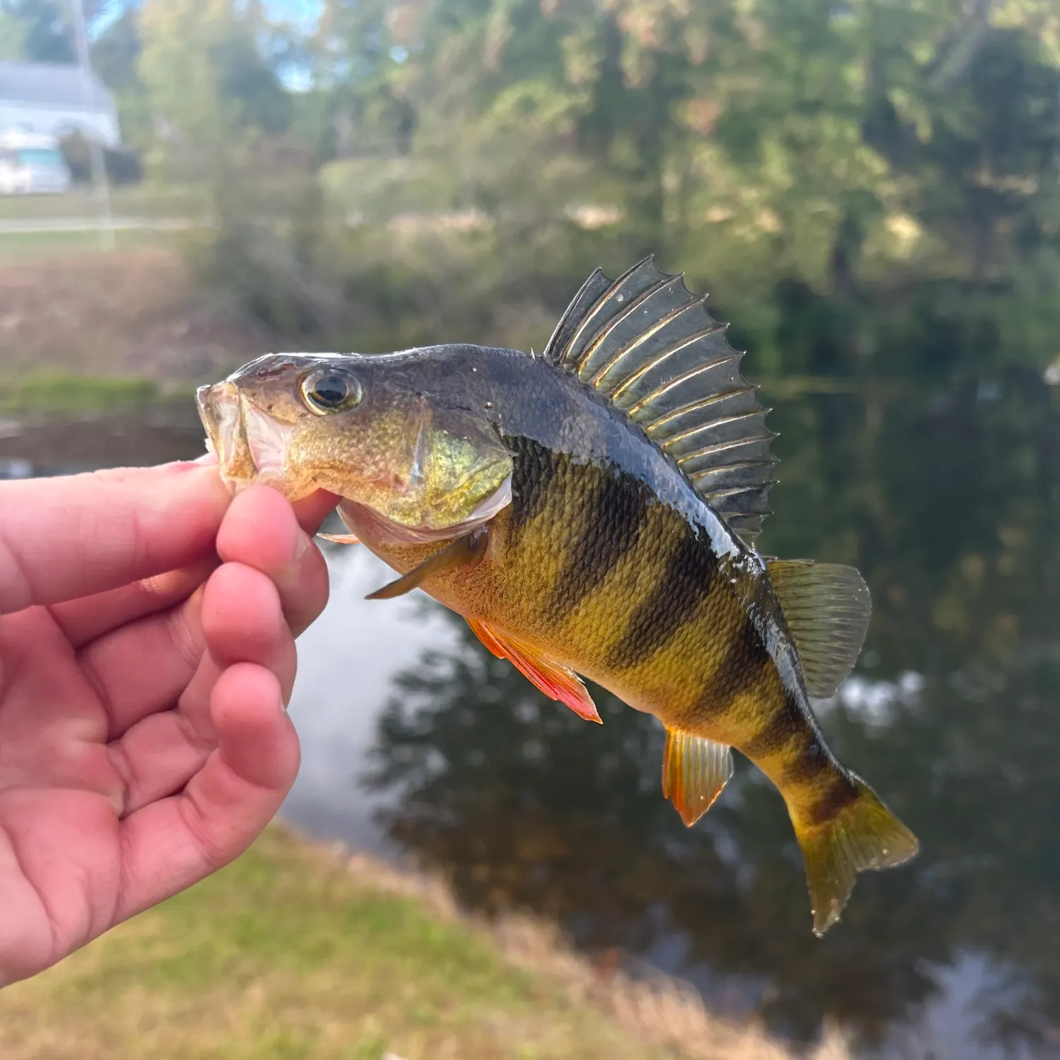 Yellow perch caught on Fishbrain