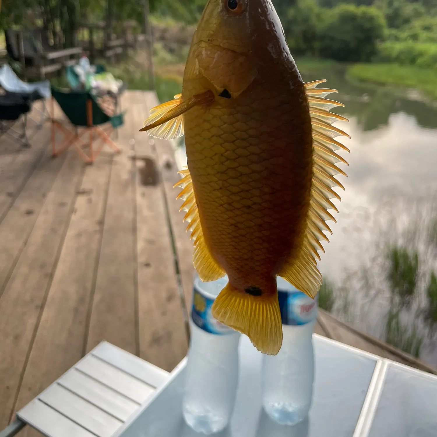 The most recent Climbing perch catches on Fishbrain