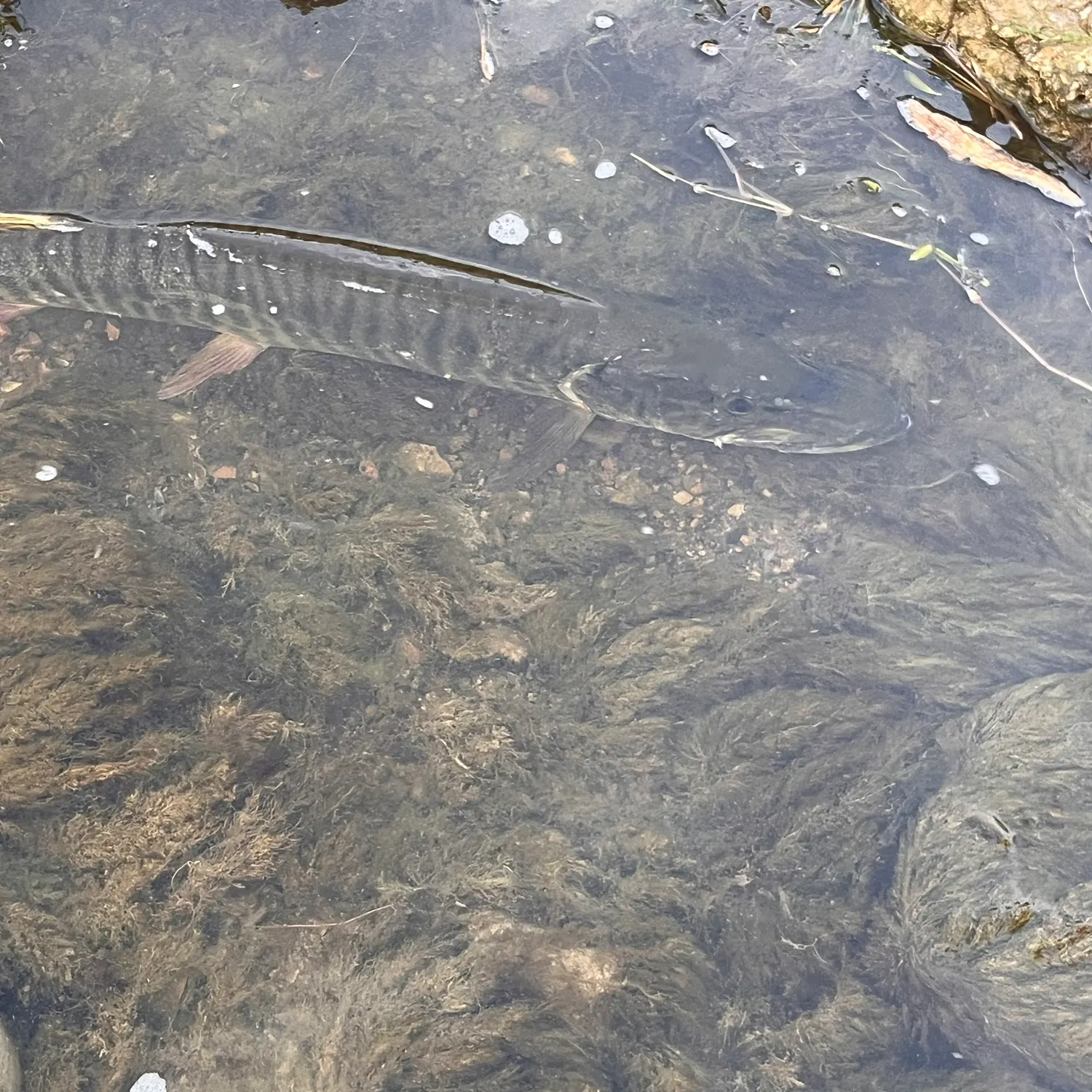 The most recent Muskellunge catches on Fishbrain