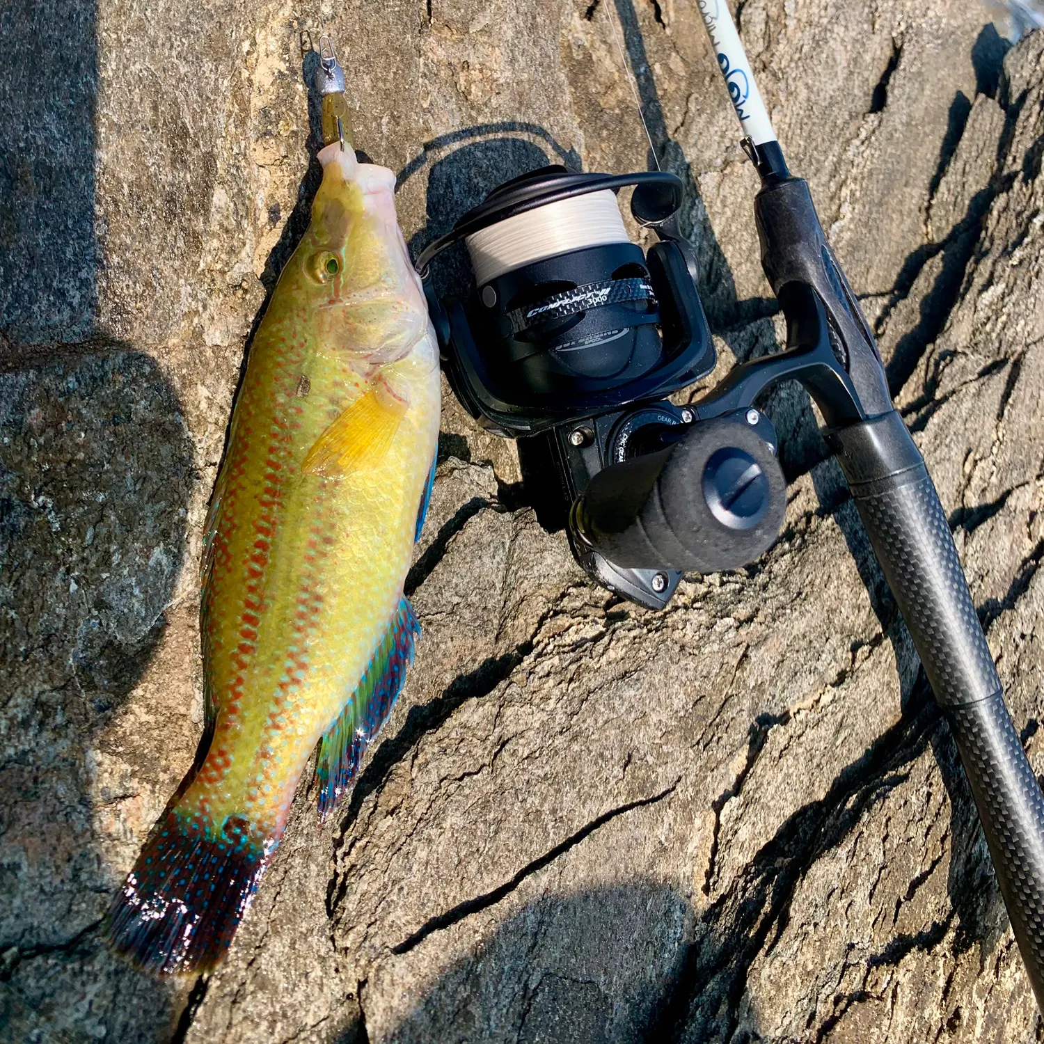 The most recent Ballan wrasse catches on Fishbrain