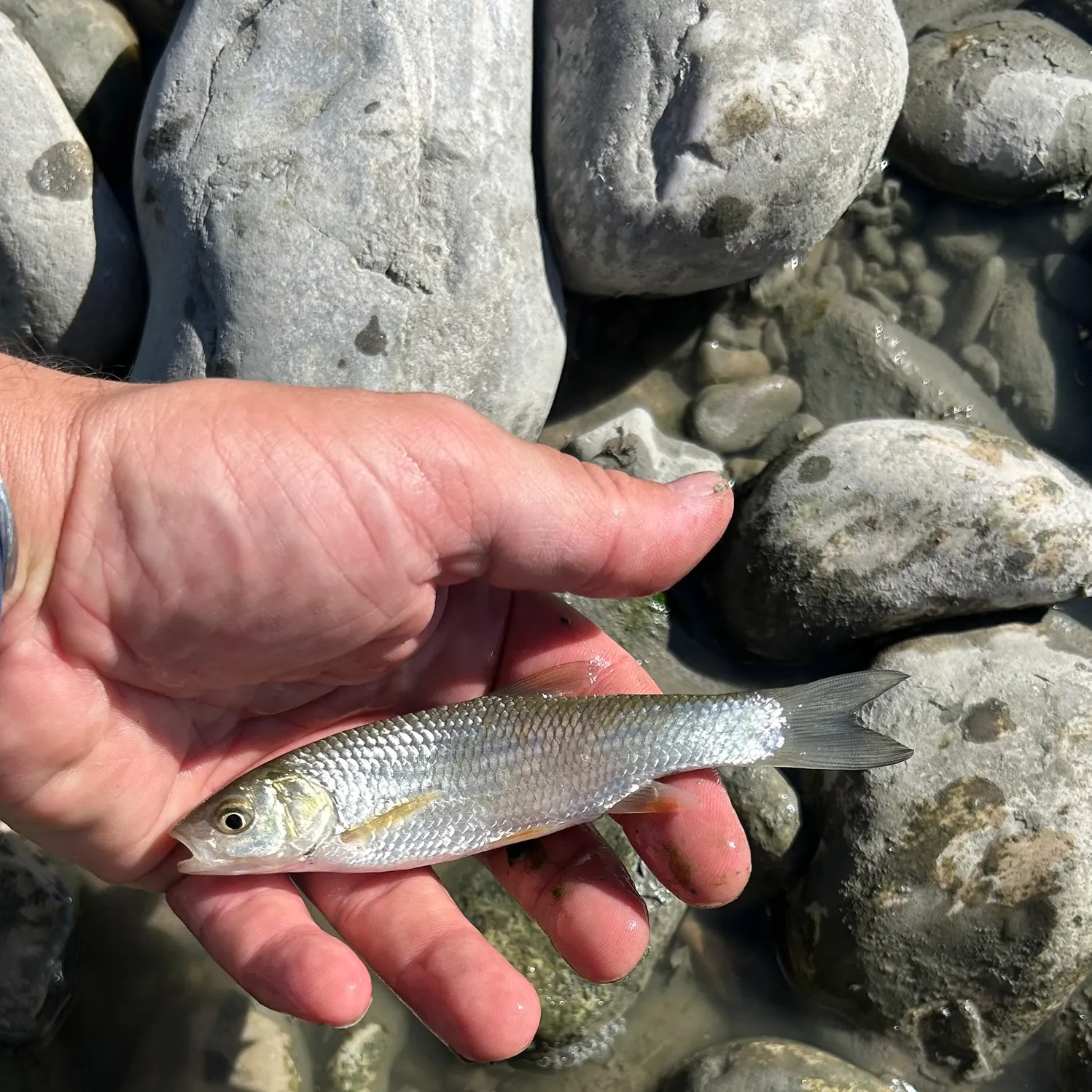 European chub caught on Fishbrain
