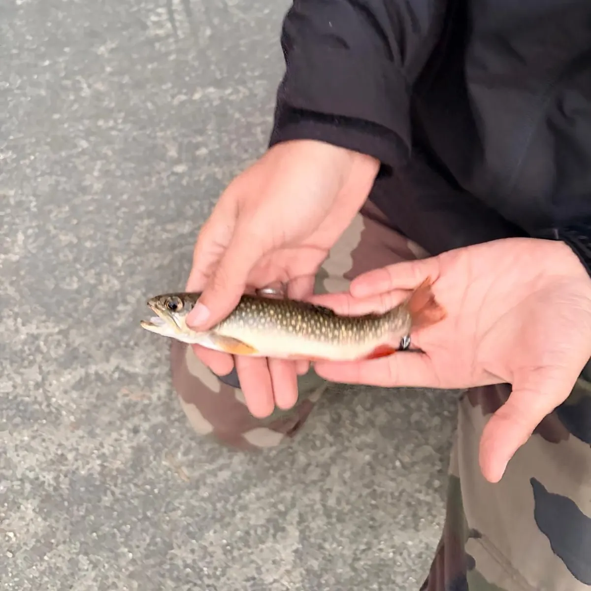 Brook trout caught on Fishbrain