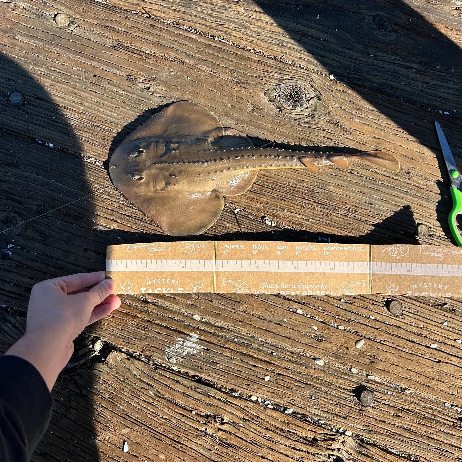 recently logged catches