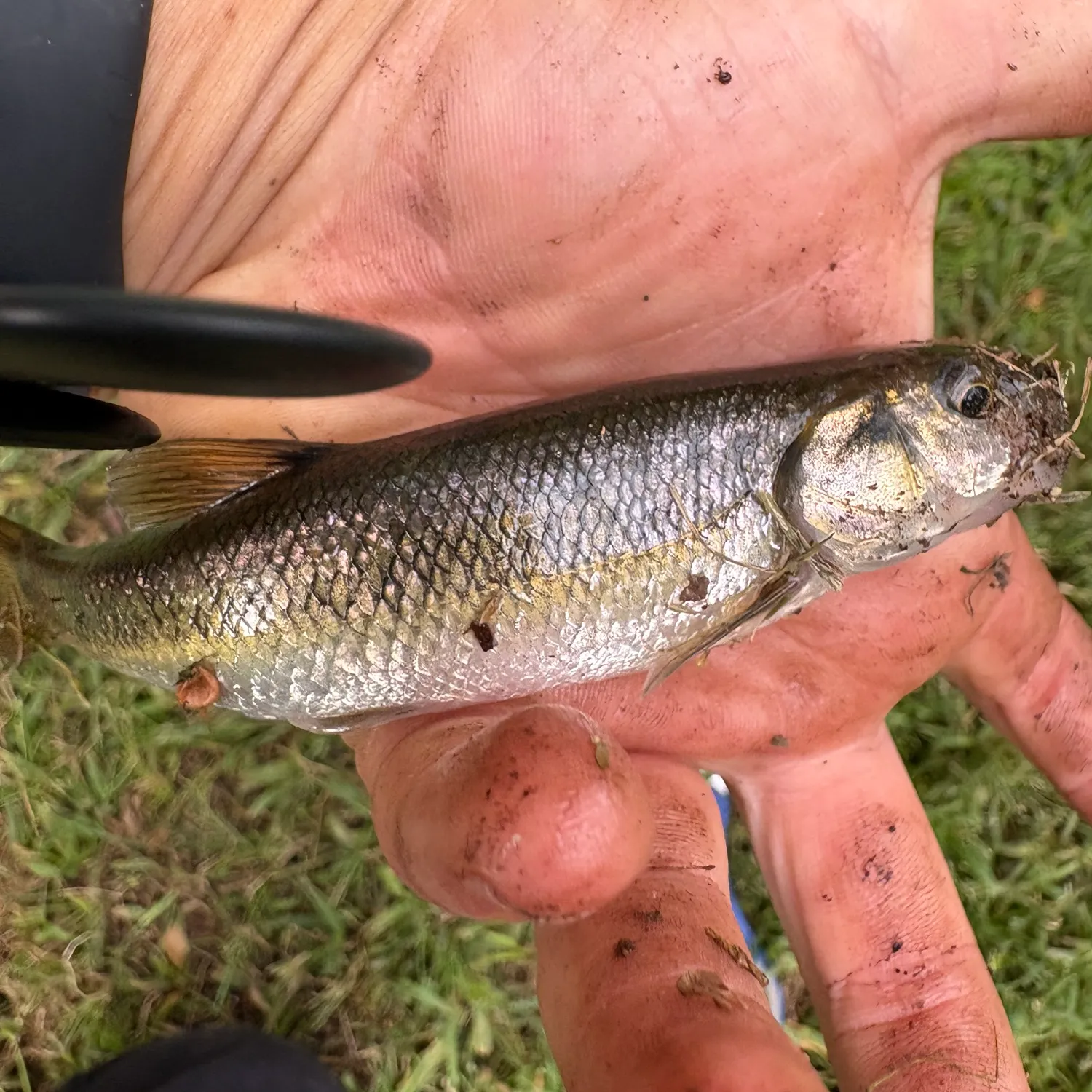 Creek chub caught on Fishbrain