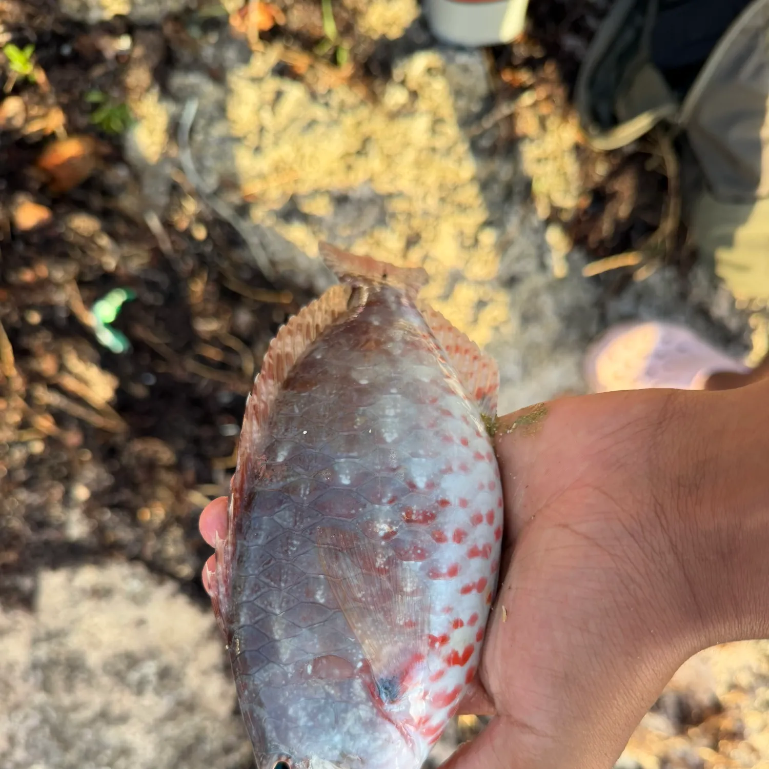The most recent Japanese parrotfish catches on Fishbrain