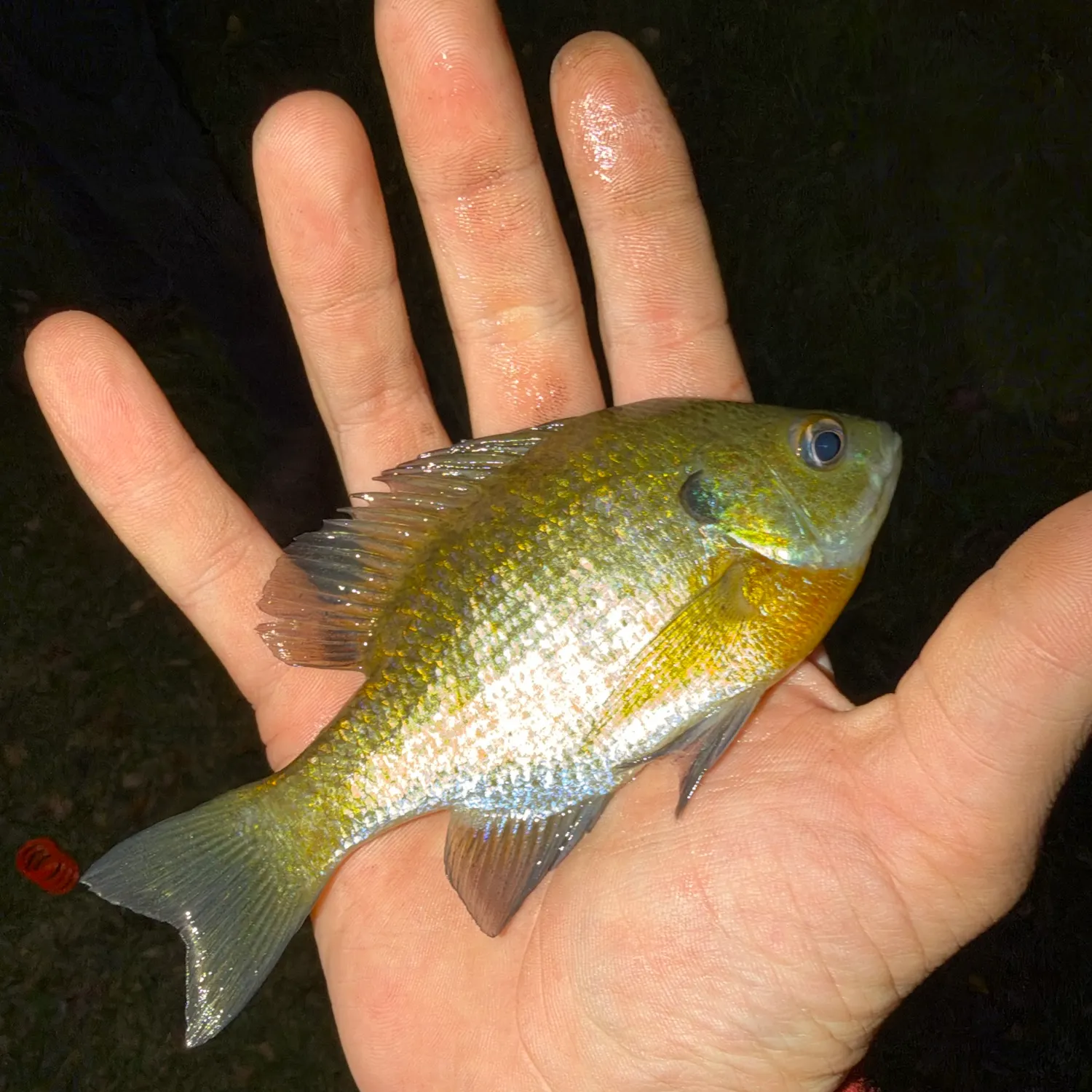 Bluegill caught on Fishbrain