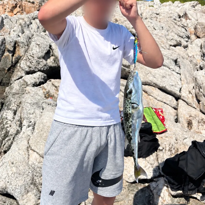 Silver-cheeked toadfish caught on Fishbrain
