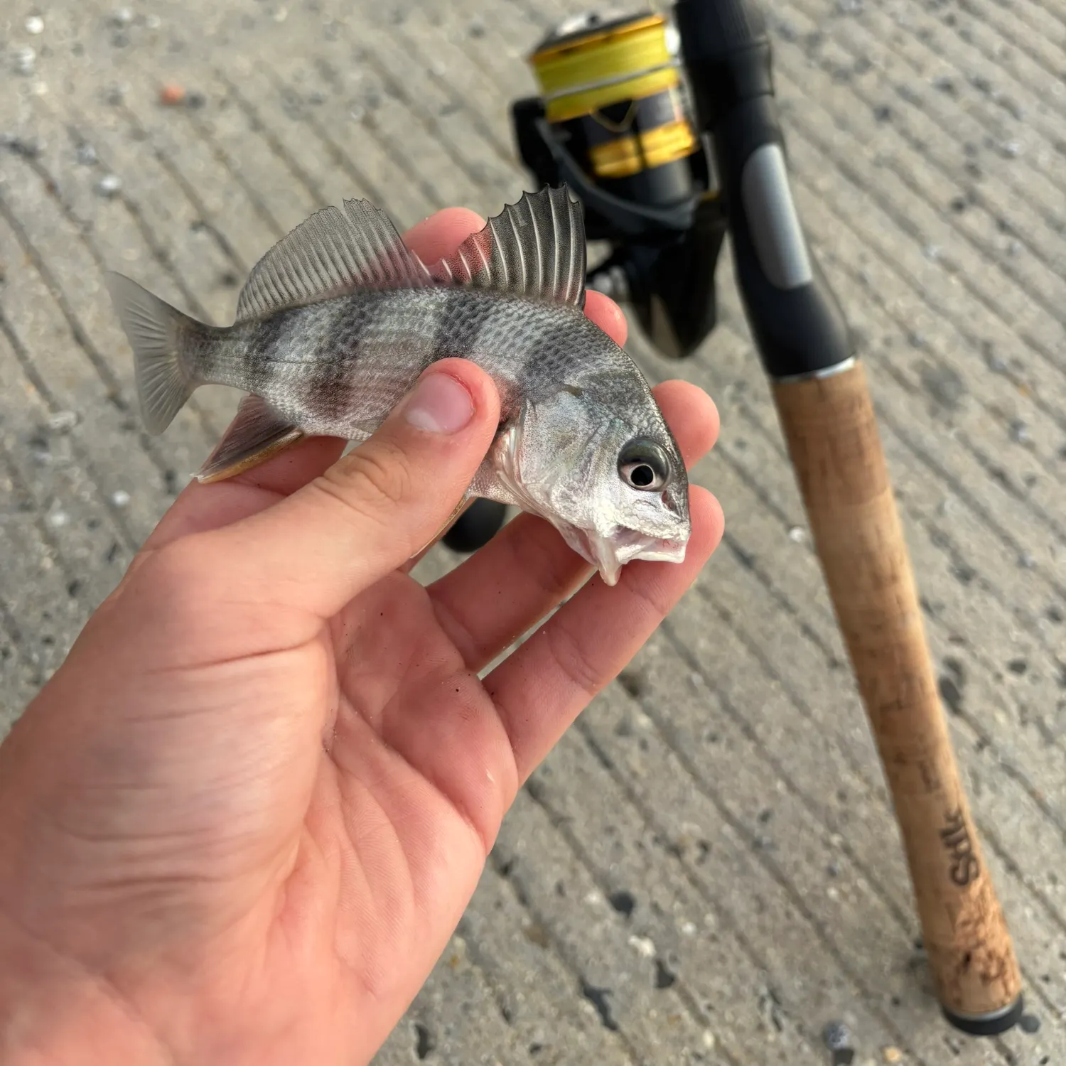 Black drum caught on Fishbrain