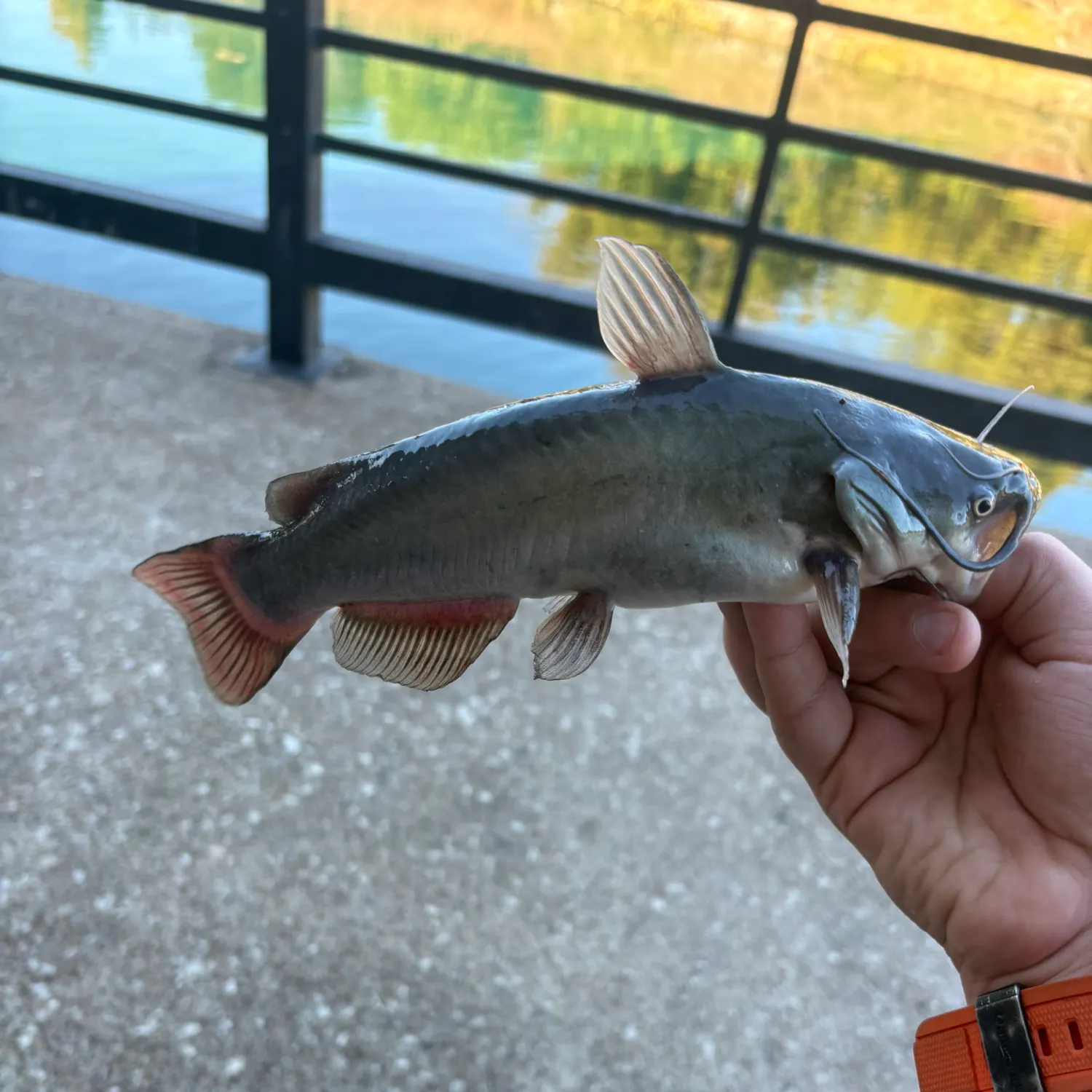 The most recent Black bullhead catches on Fishbrain