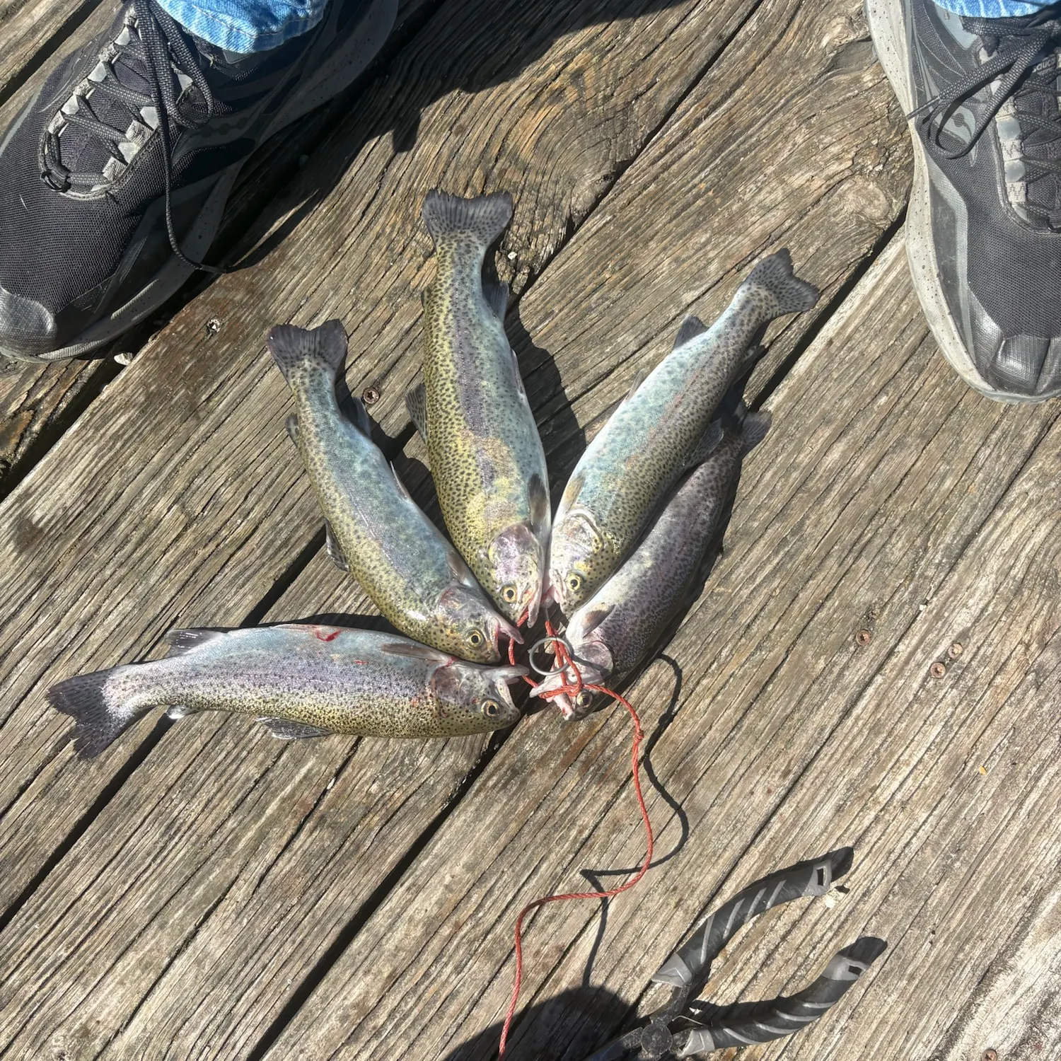 Rainbow trout caught on Fishbrain