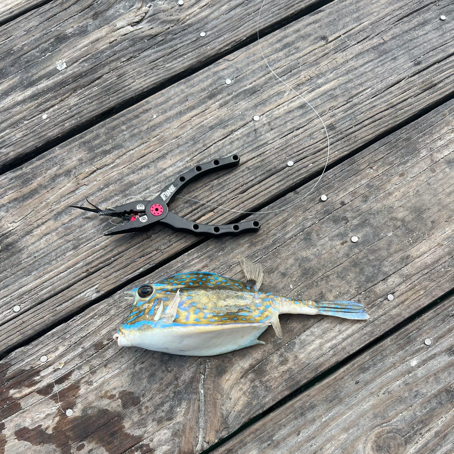 The most recent Roundbelly cowfish catches on Fishbrain