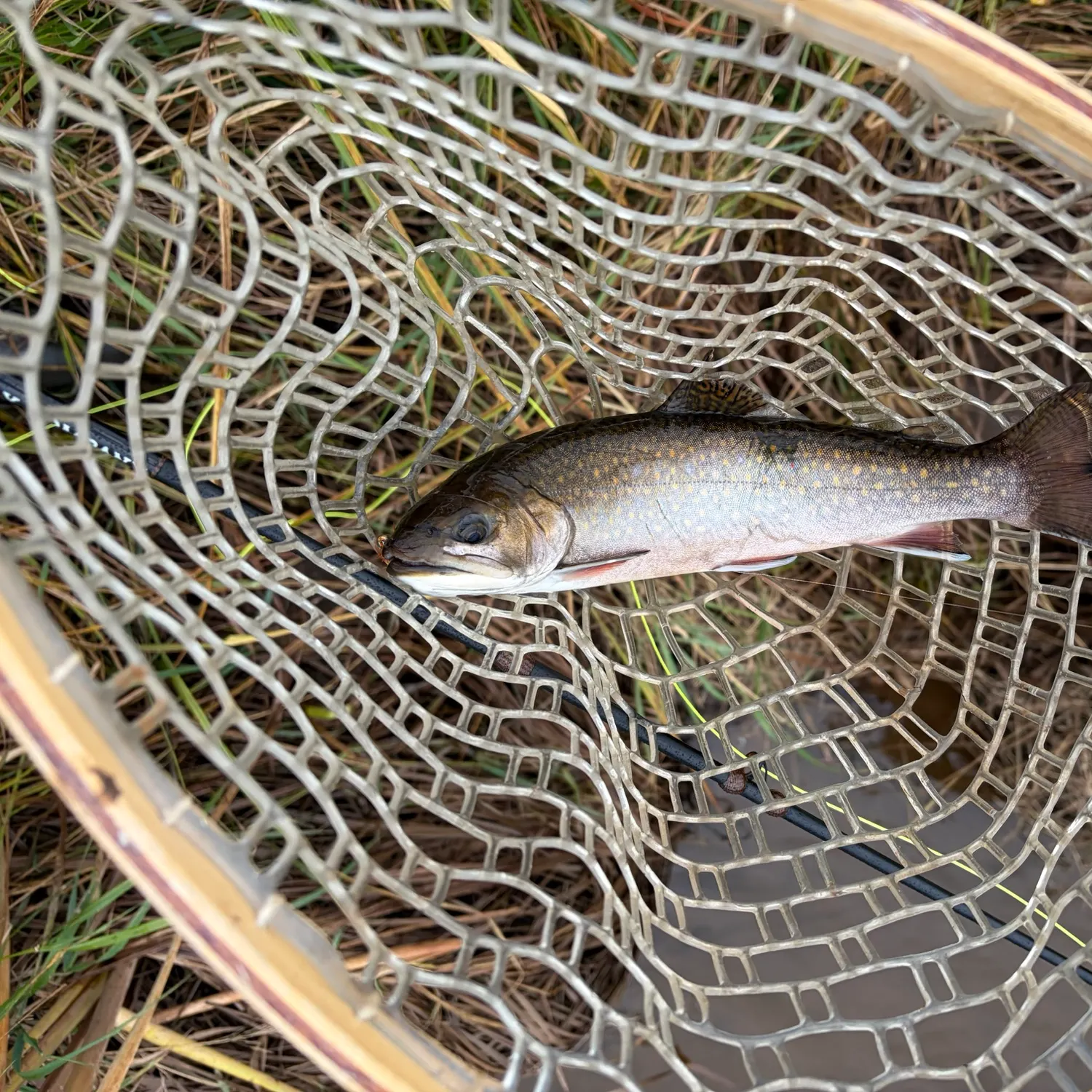 Brook trout caught on Fishbrain