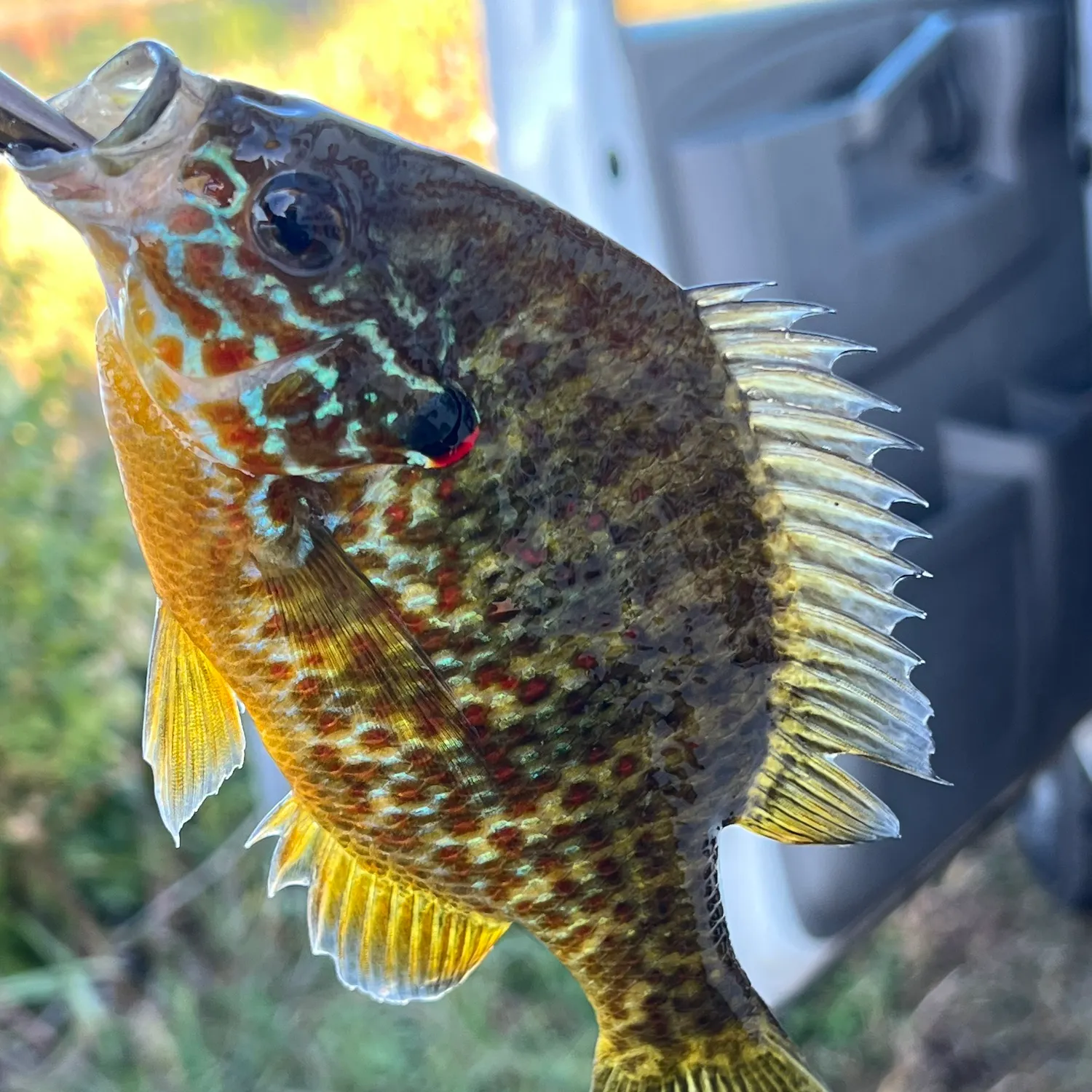 Pumpkinseed caught on Fishbrain