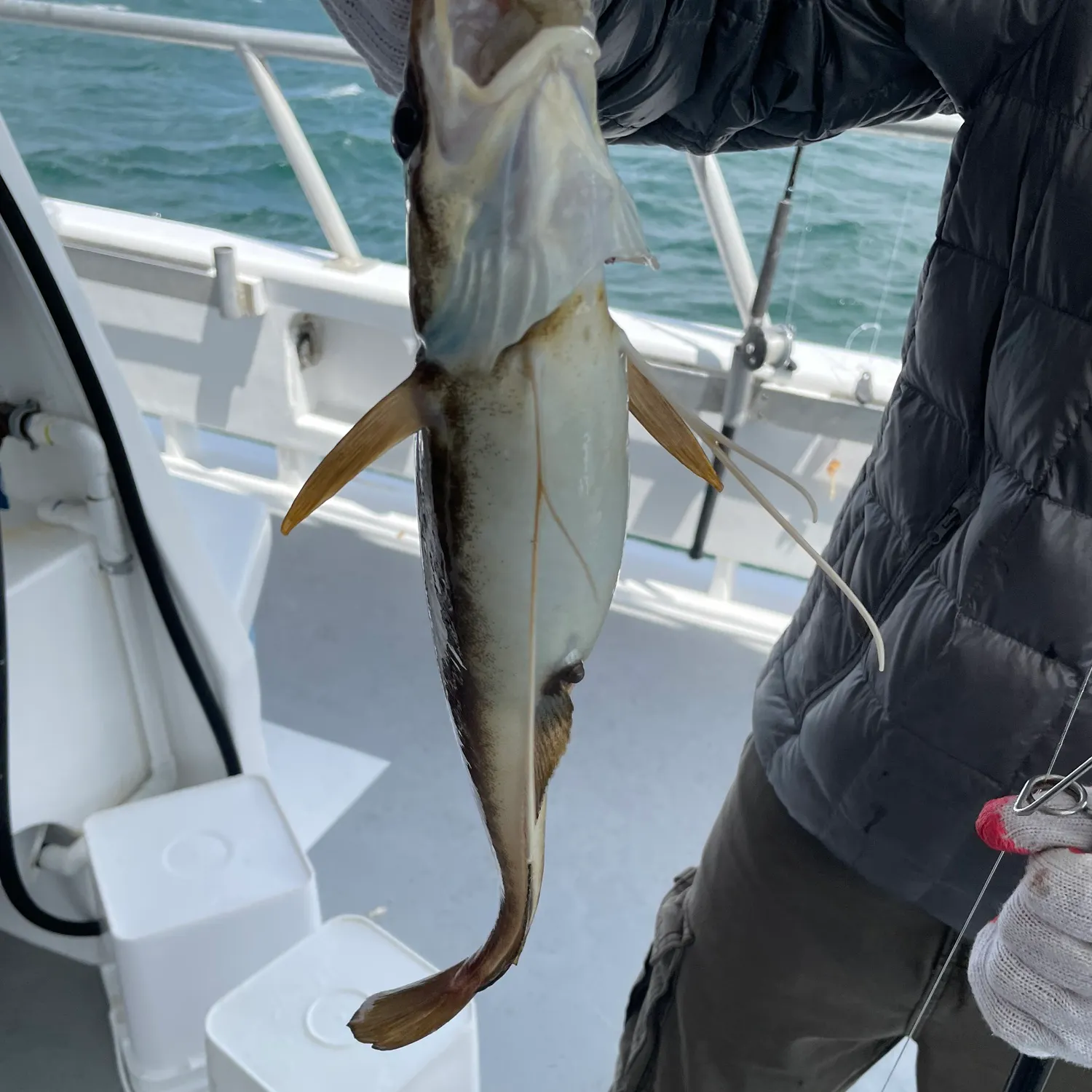 The most recent Red hake catches on Fishbrain
