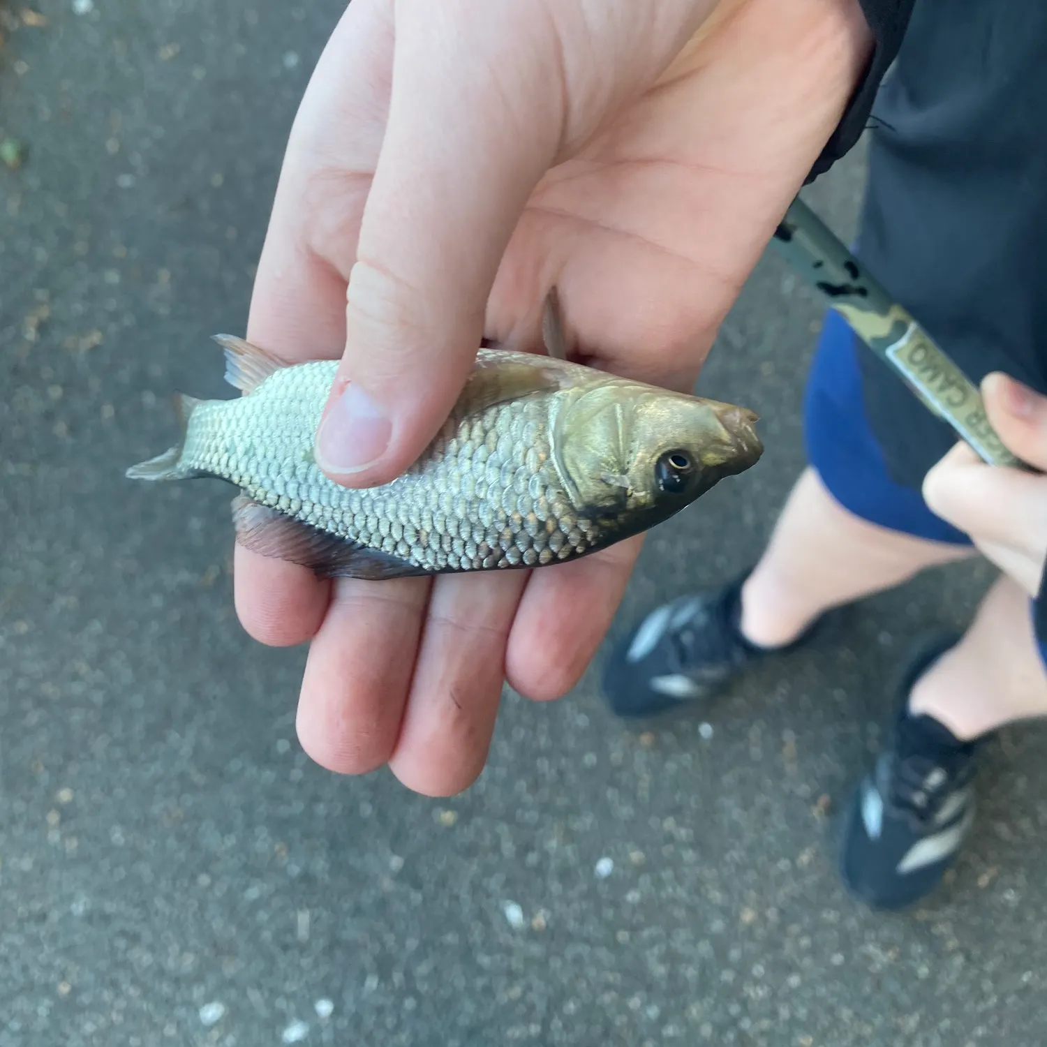 Common carp caught on Fishbrain
