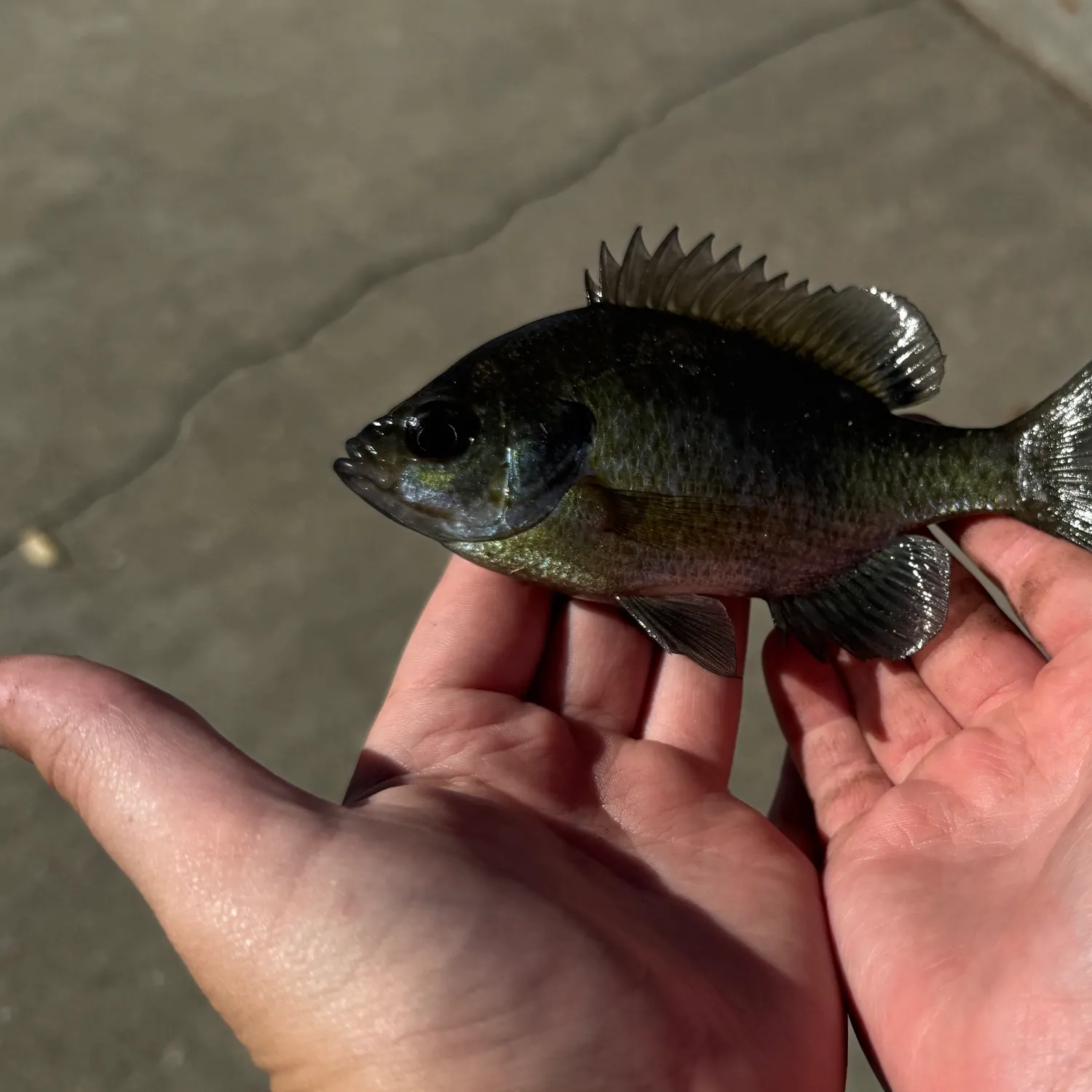 Bluegill caught on Fishbrain