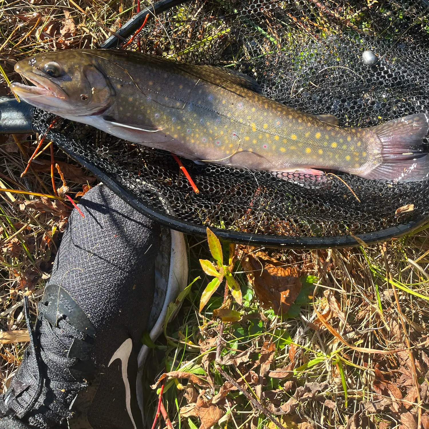 Brook trout caught on Fishbrain