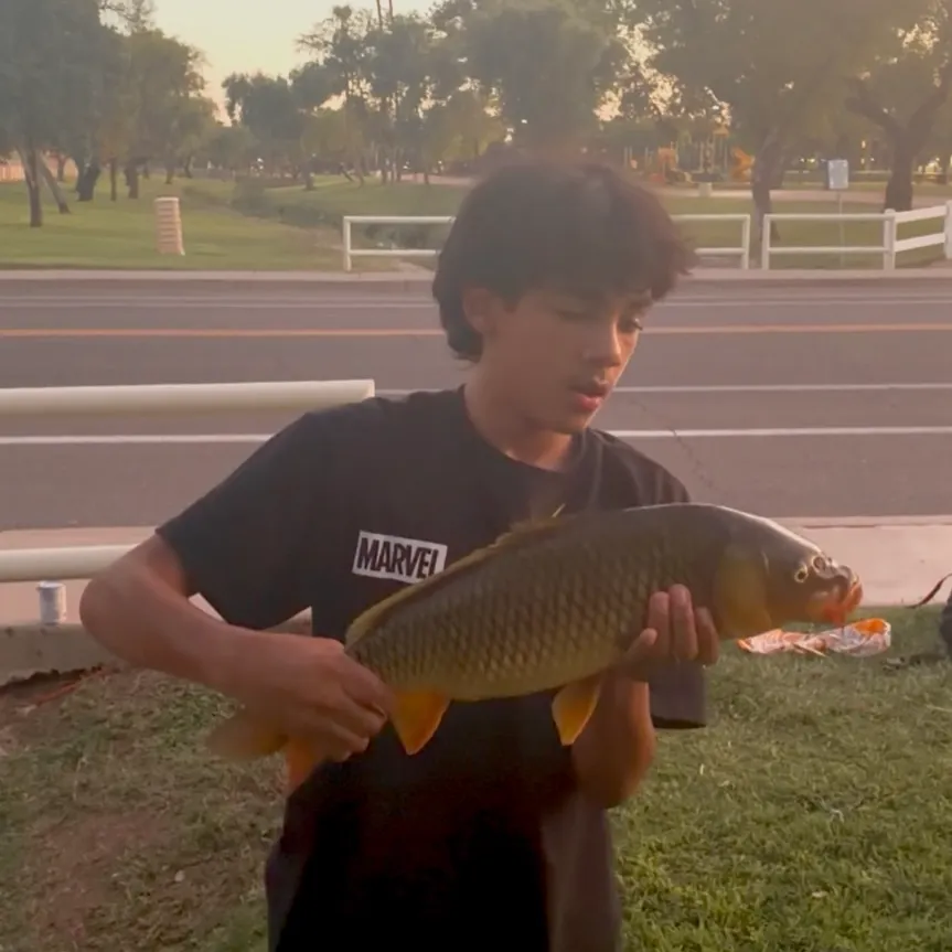 Common carp caught on Fishbrain