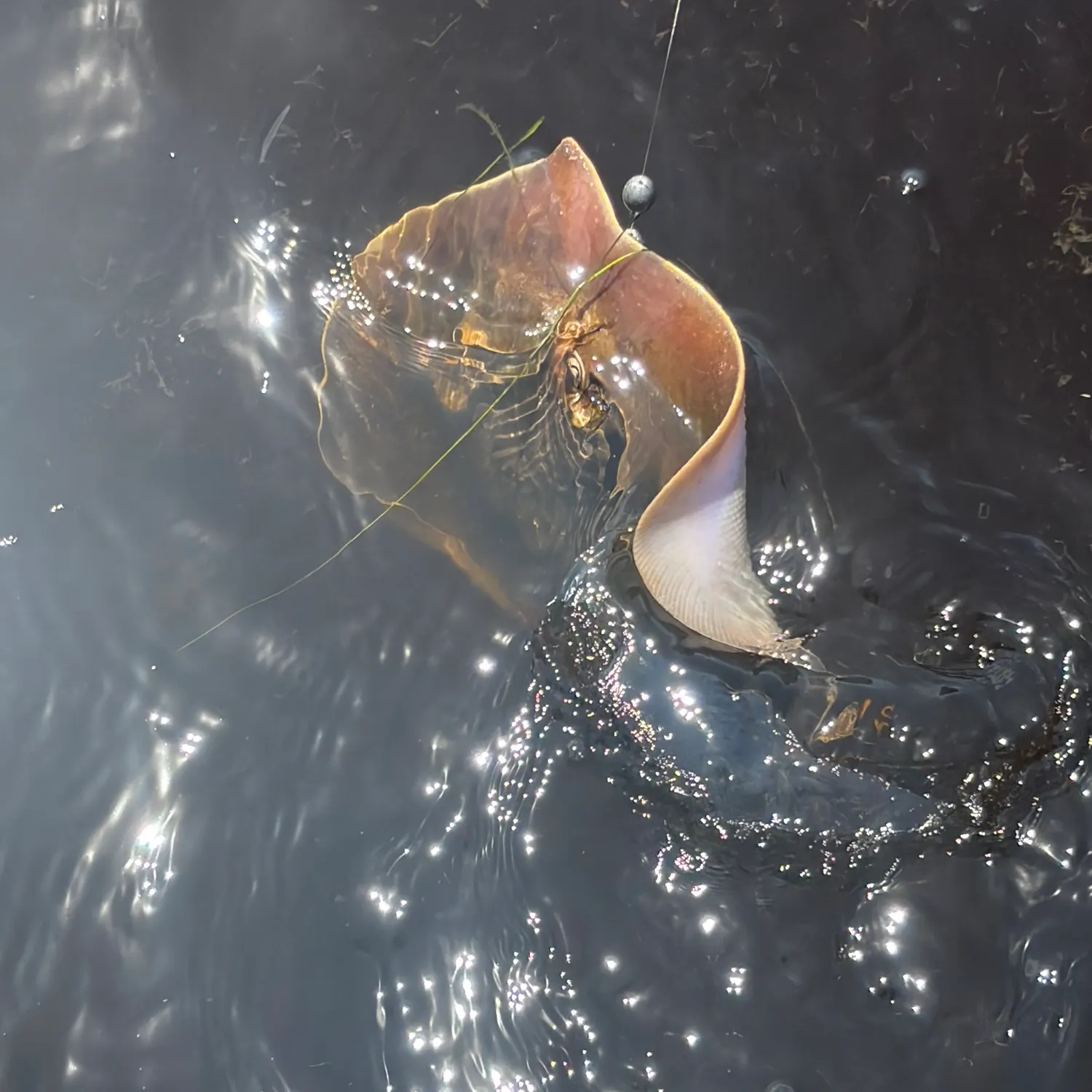 Atlantic stingray caught on Fishbrain