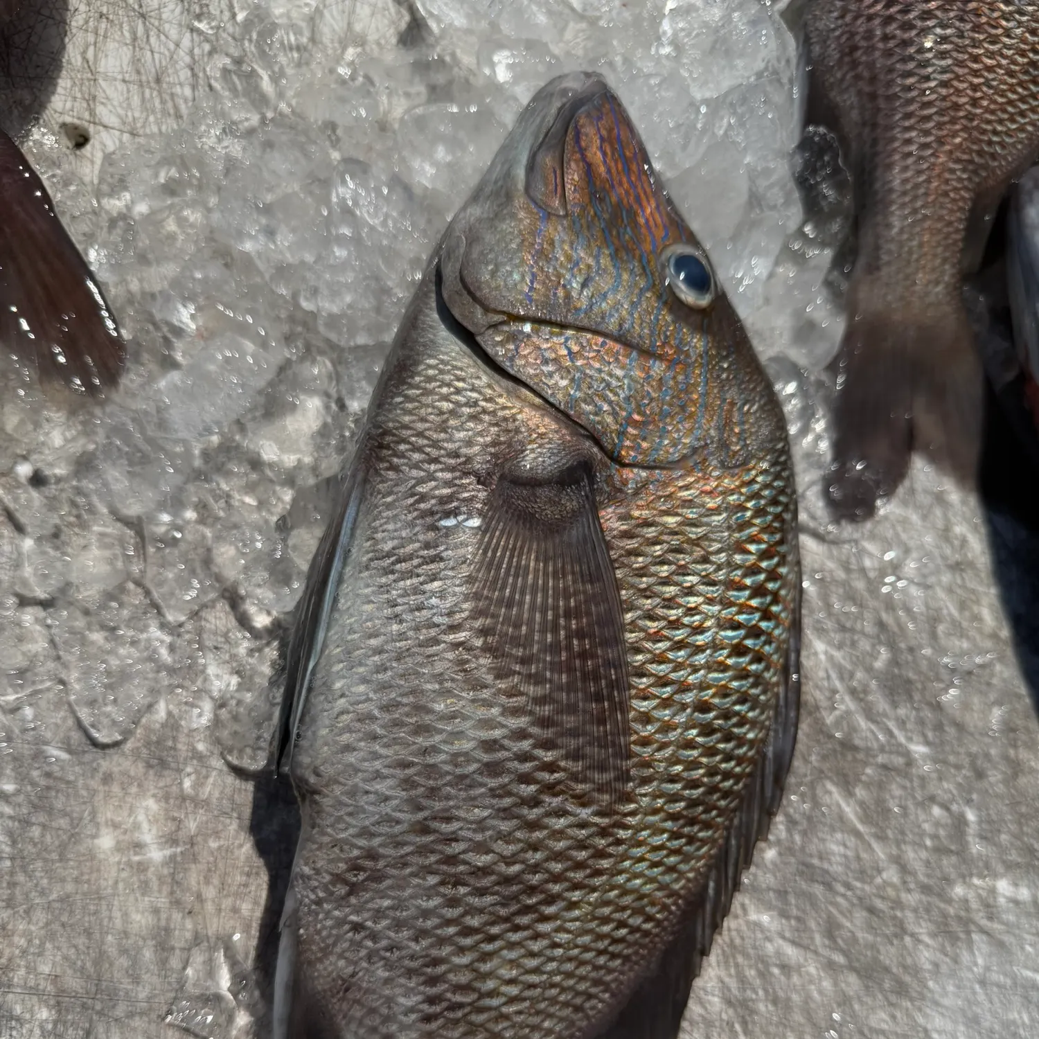 White grunt caught on Fishbrain