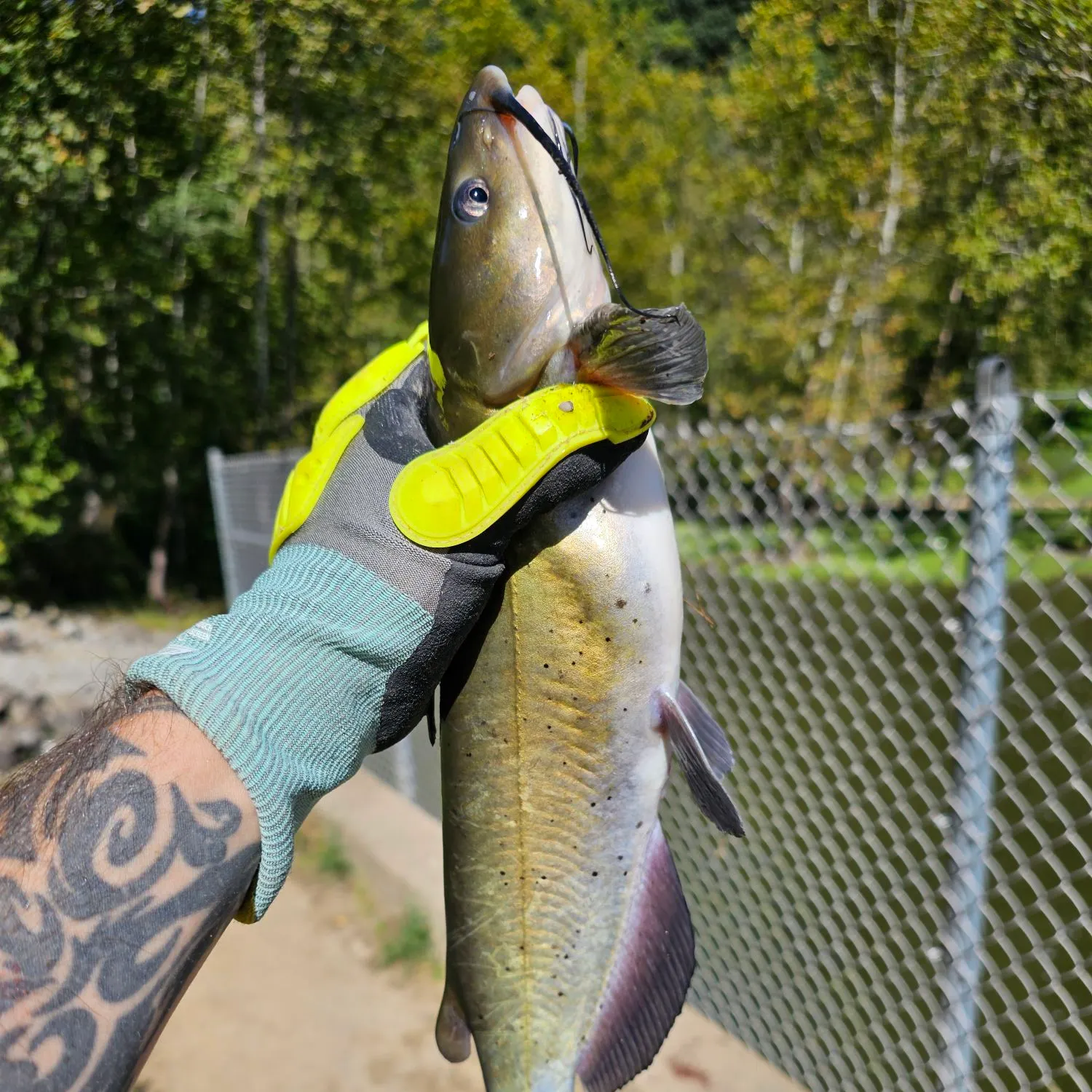 Channel catfish caught on Fishbrain