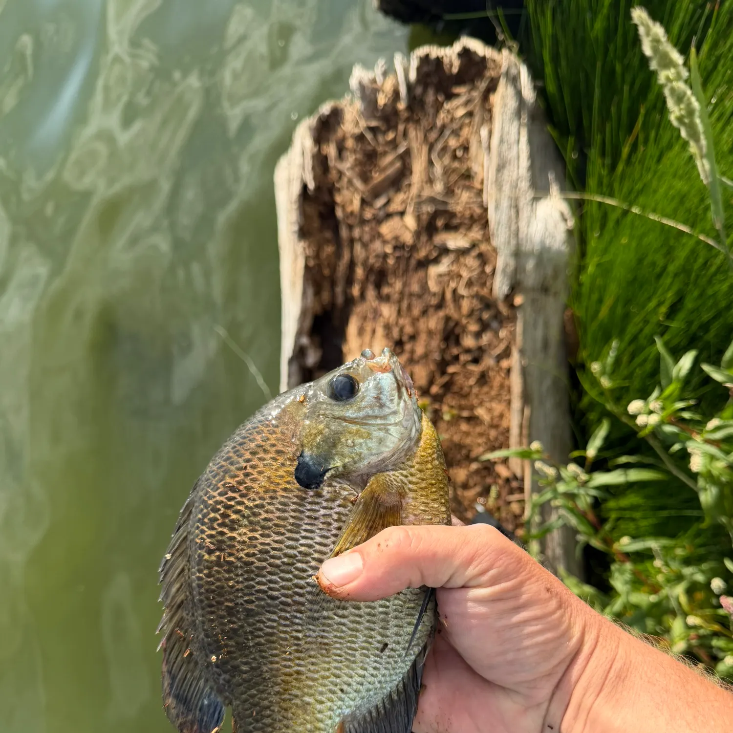 Bluegill caught on Fishbrain