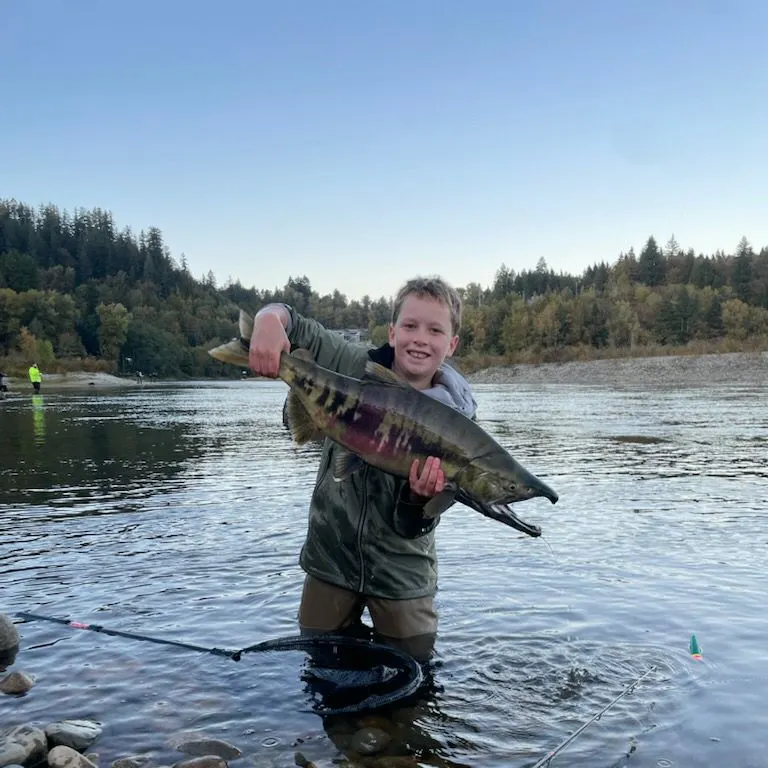 The most recent Chum salmon catches on Fishbrain