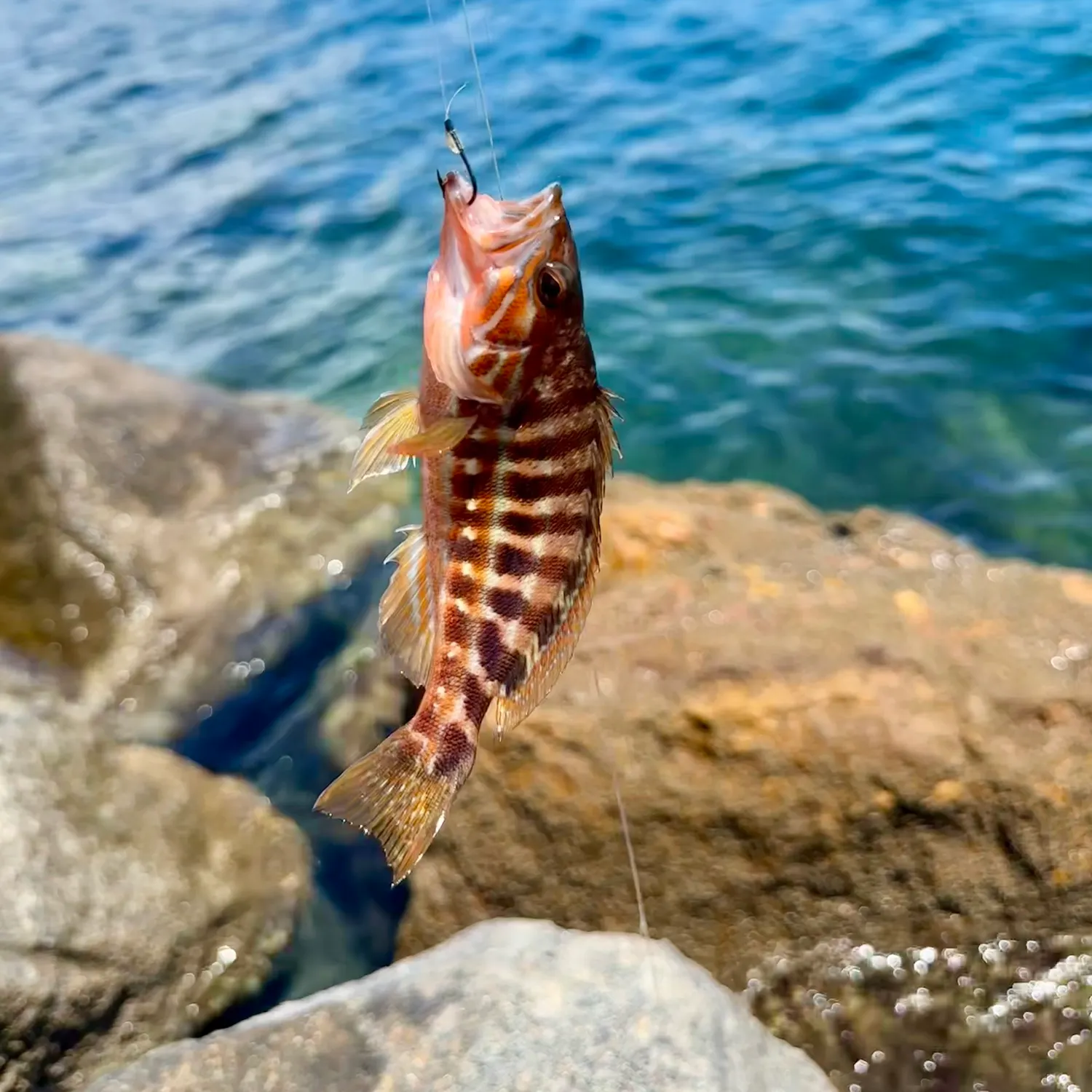 The most recent Barred serrano catches on Fishbrain