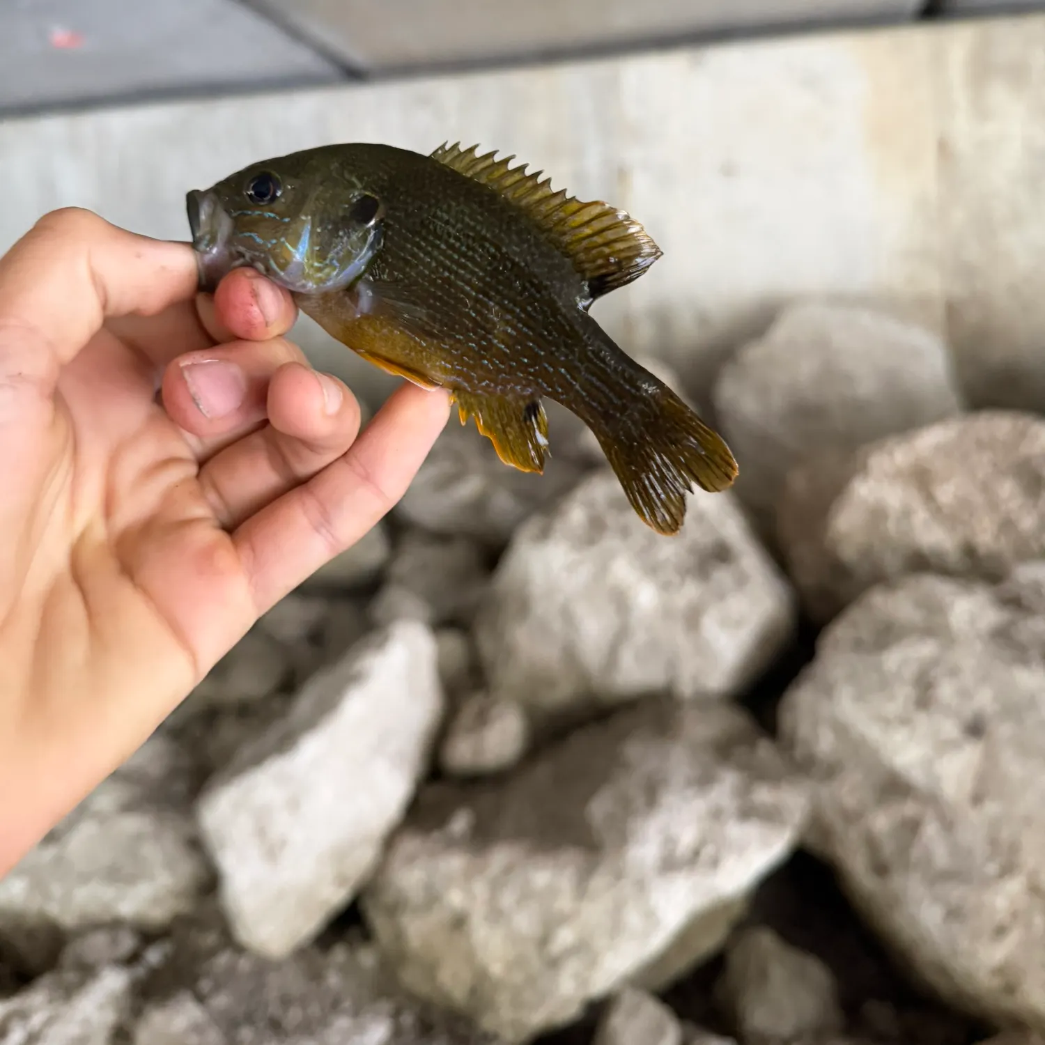 Green sunfish caught on Fishbrain