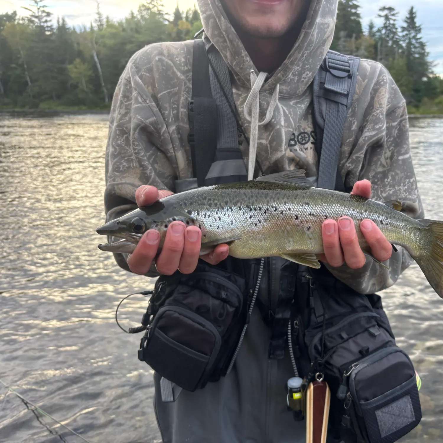 Landlocked atlantic salmon caught on Fishbrain