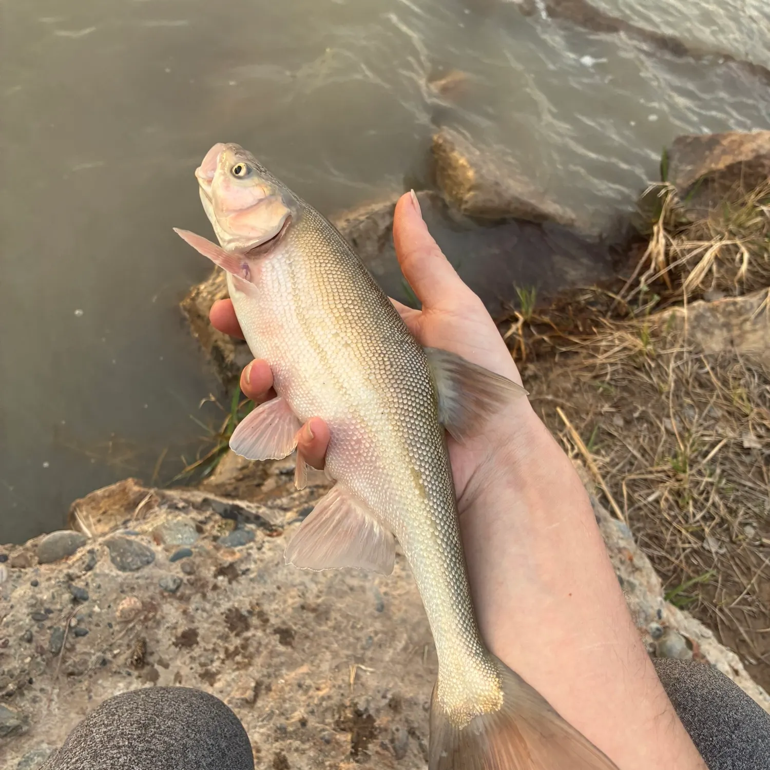 The most recent Roundtail chub catches on Fishbrain