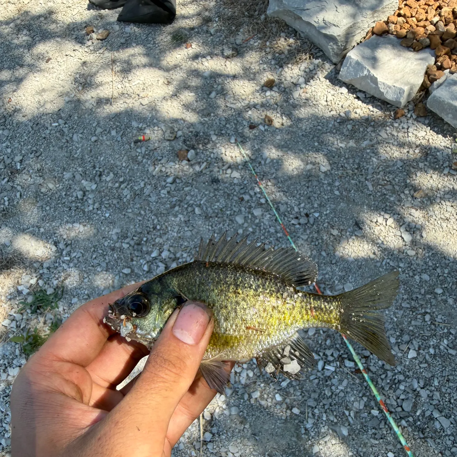 Bluegill caught on Fishbrain