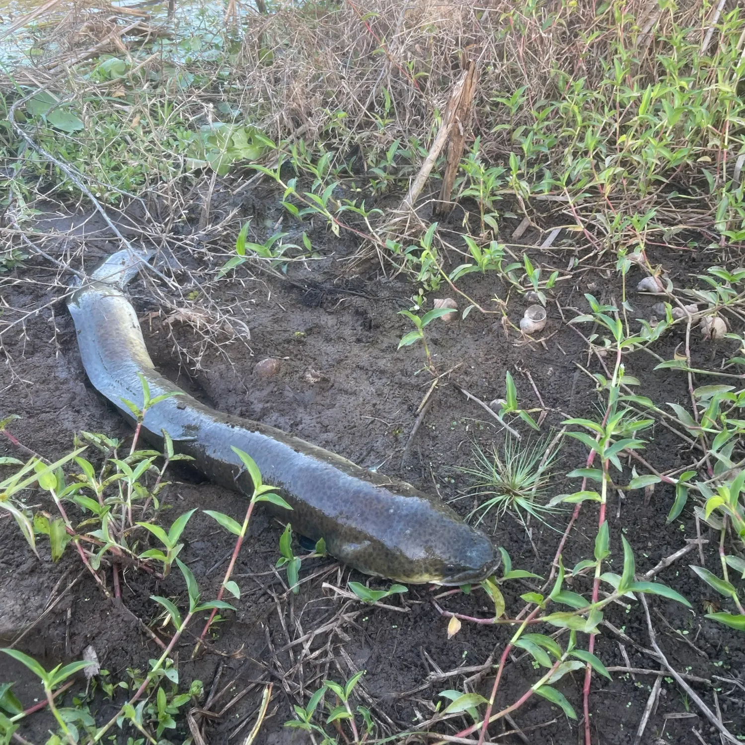 The most recent Shortfin eel catches on Fishbrain