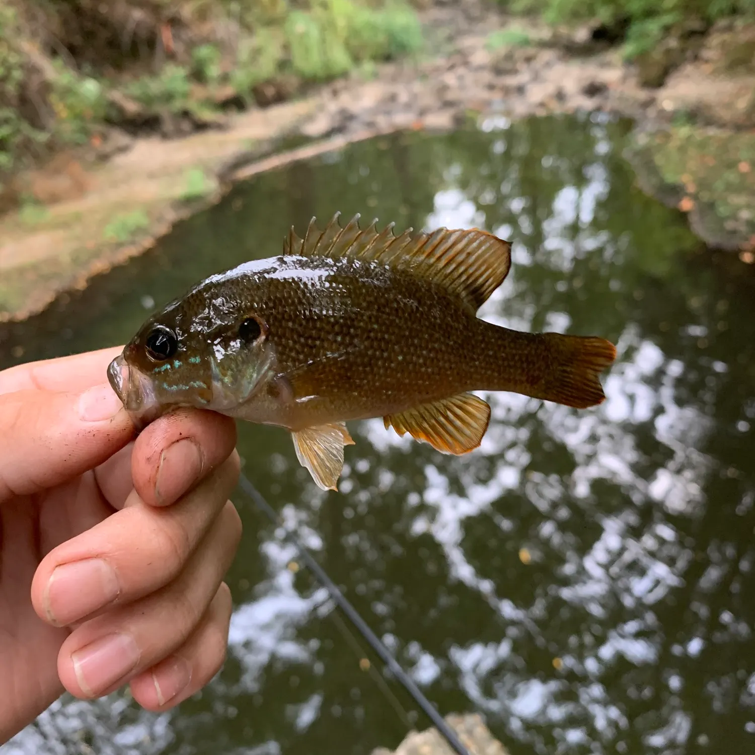 Green sunfish caught on Fishbrain