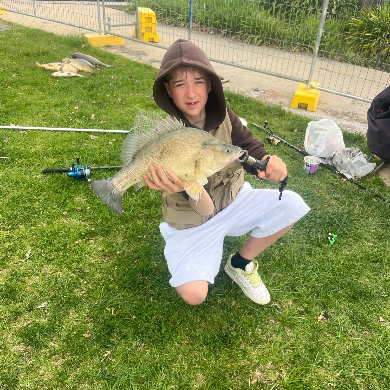 Golden perch caught on Fishbrain
