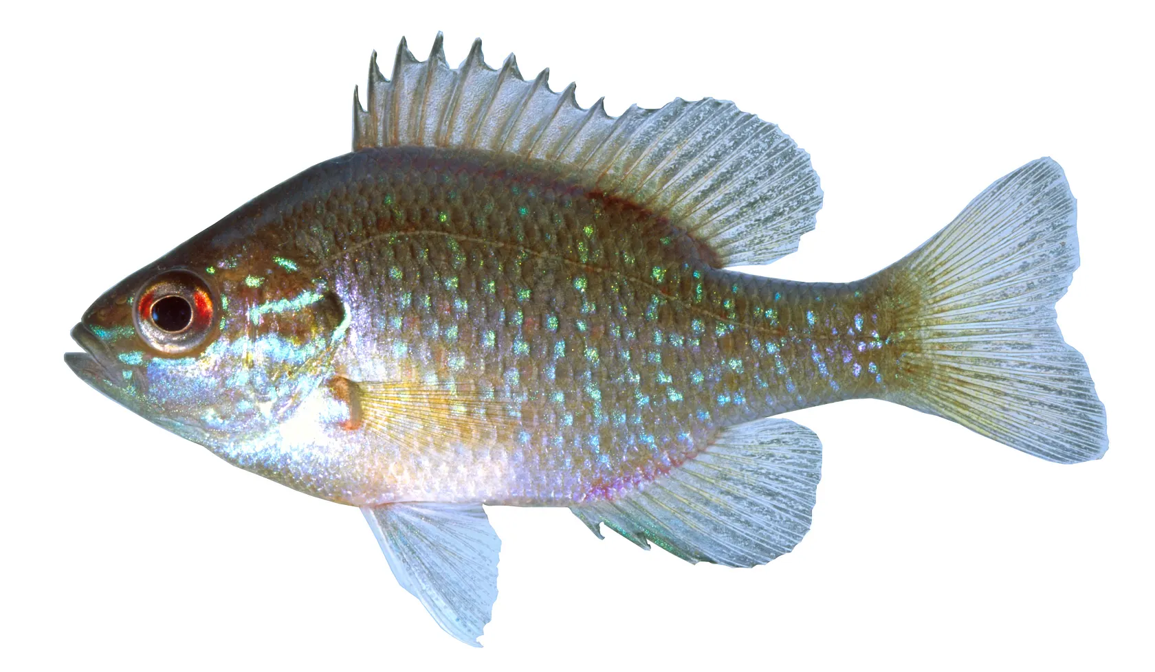 Dollar sunfish