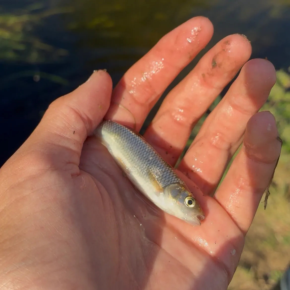 Hornyhead chub caught on Fishbrain