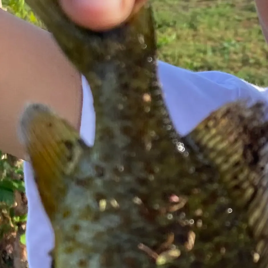 Pumpkinseed caught on Fishbrain