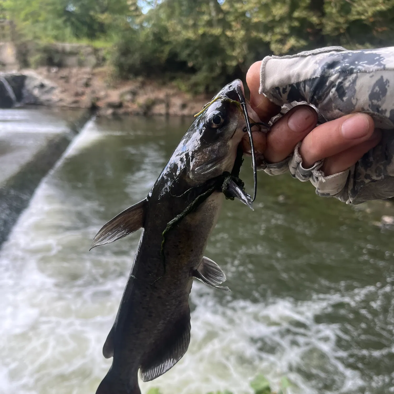Channel catfish caught on Fishbrain