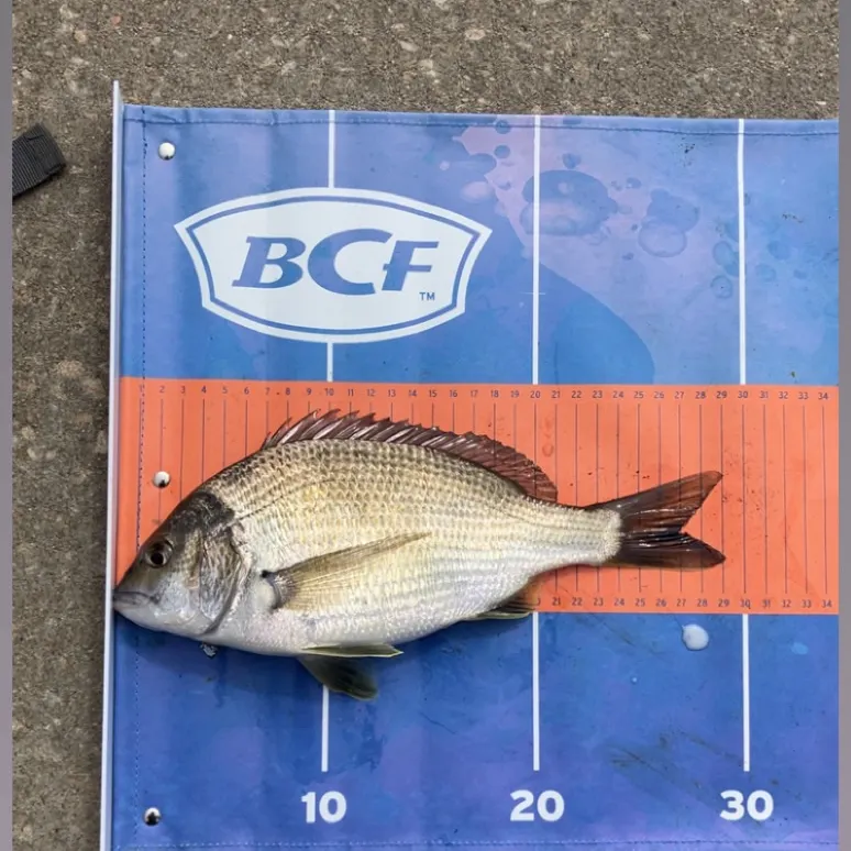 Southern black bream caught on Fishbrain