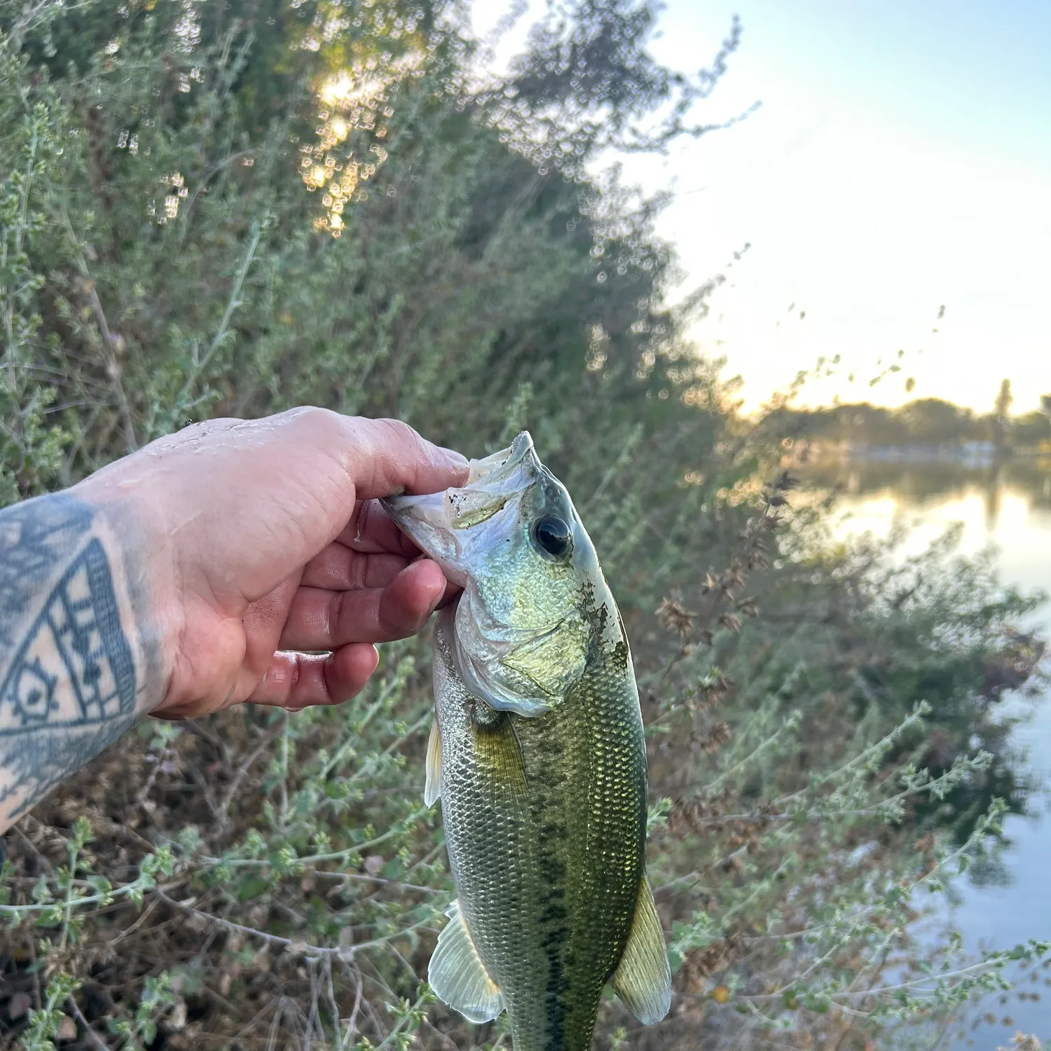 Largemouth bass caught on Fishbrain